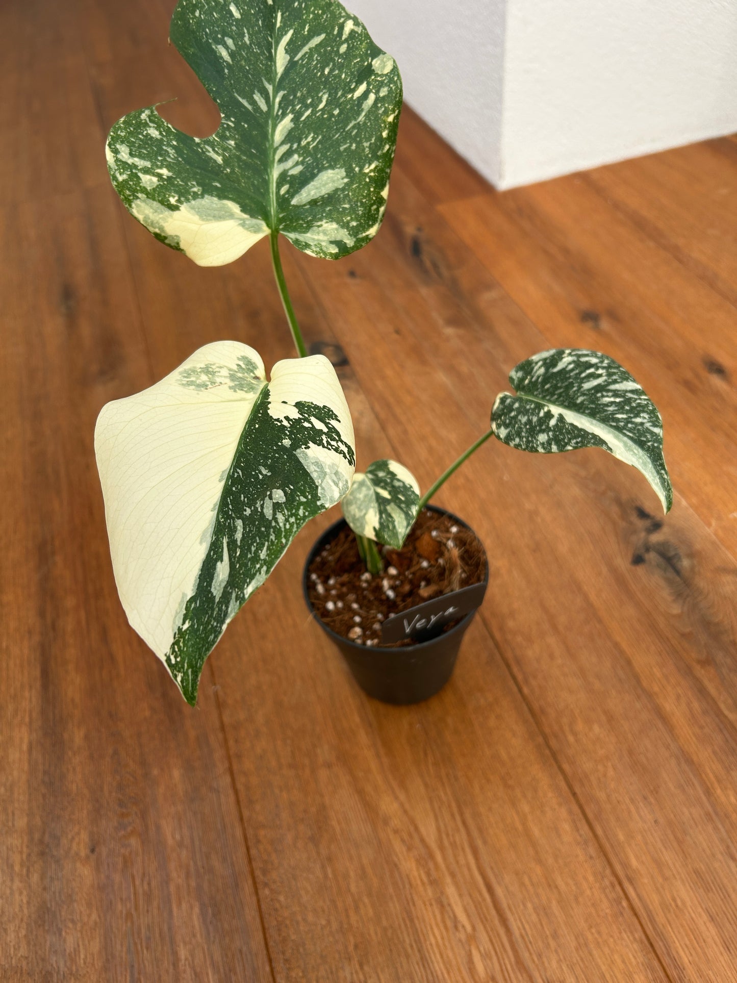 Monstera Thai Constellation