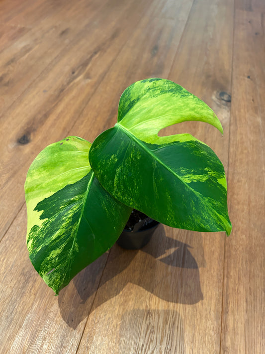 Monstera Aurea