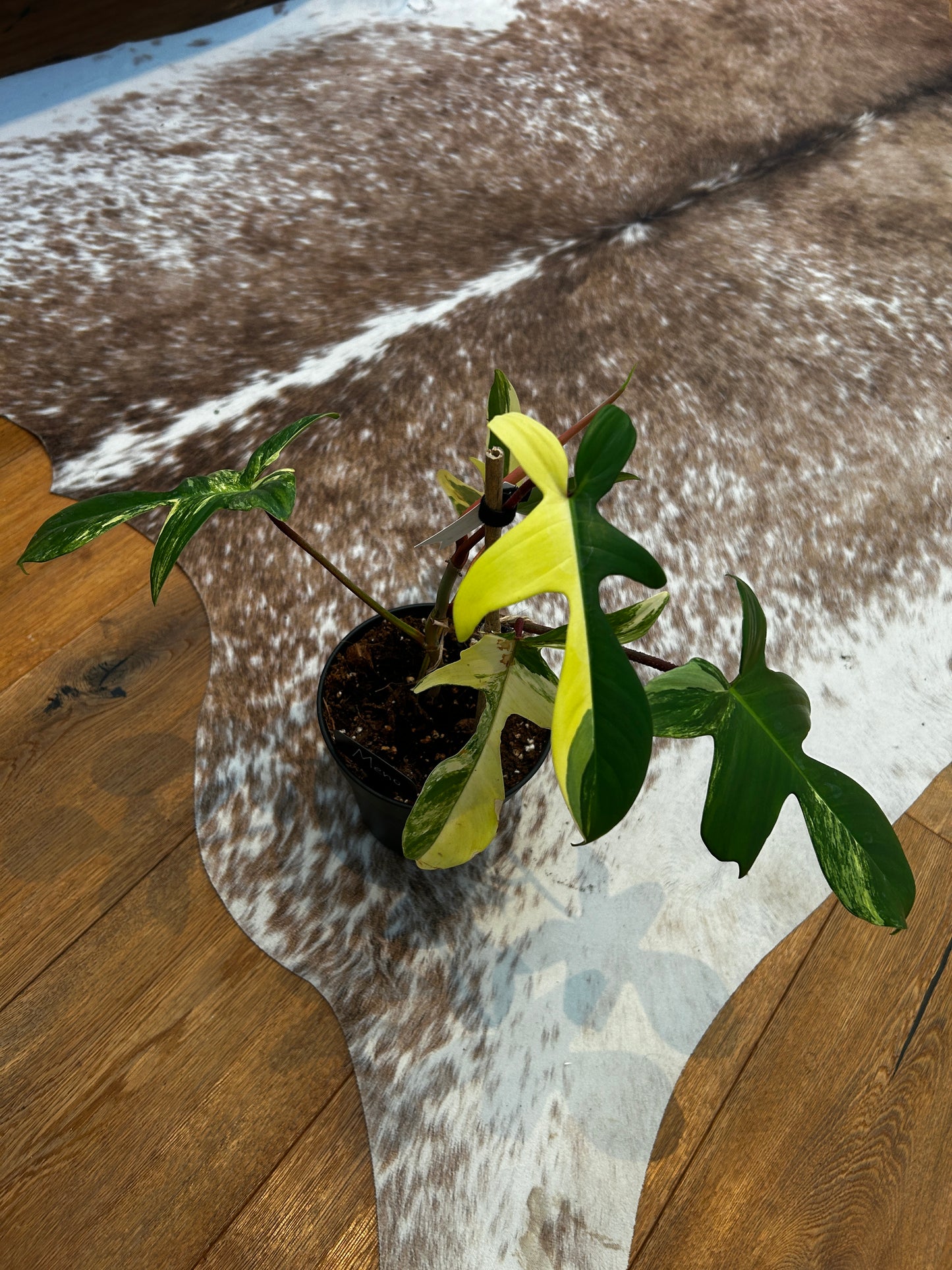 Philodendron Florida Beauty