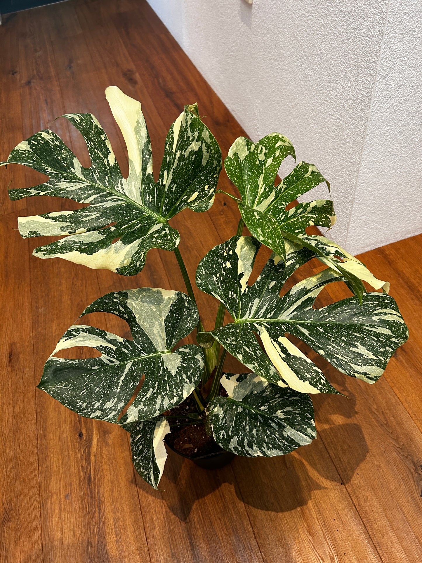 Monstera Thai Constellation