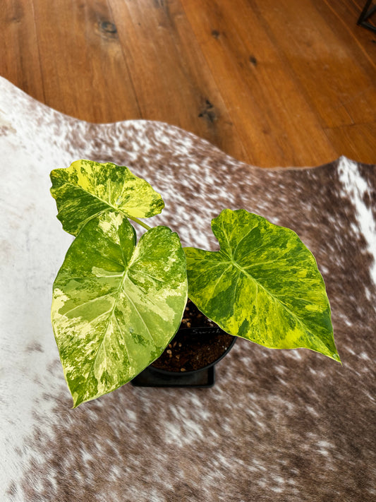 Alocasia Macrorrhiza aurea