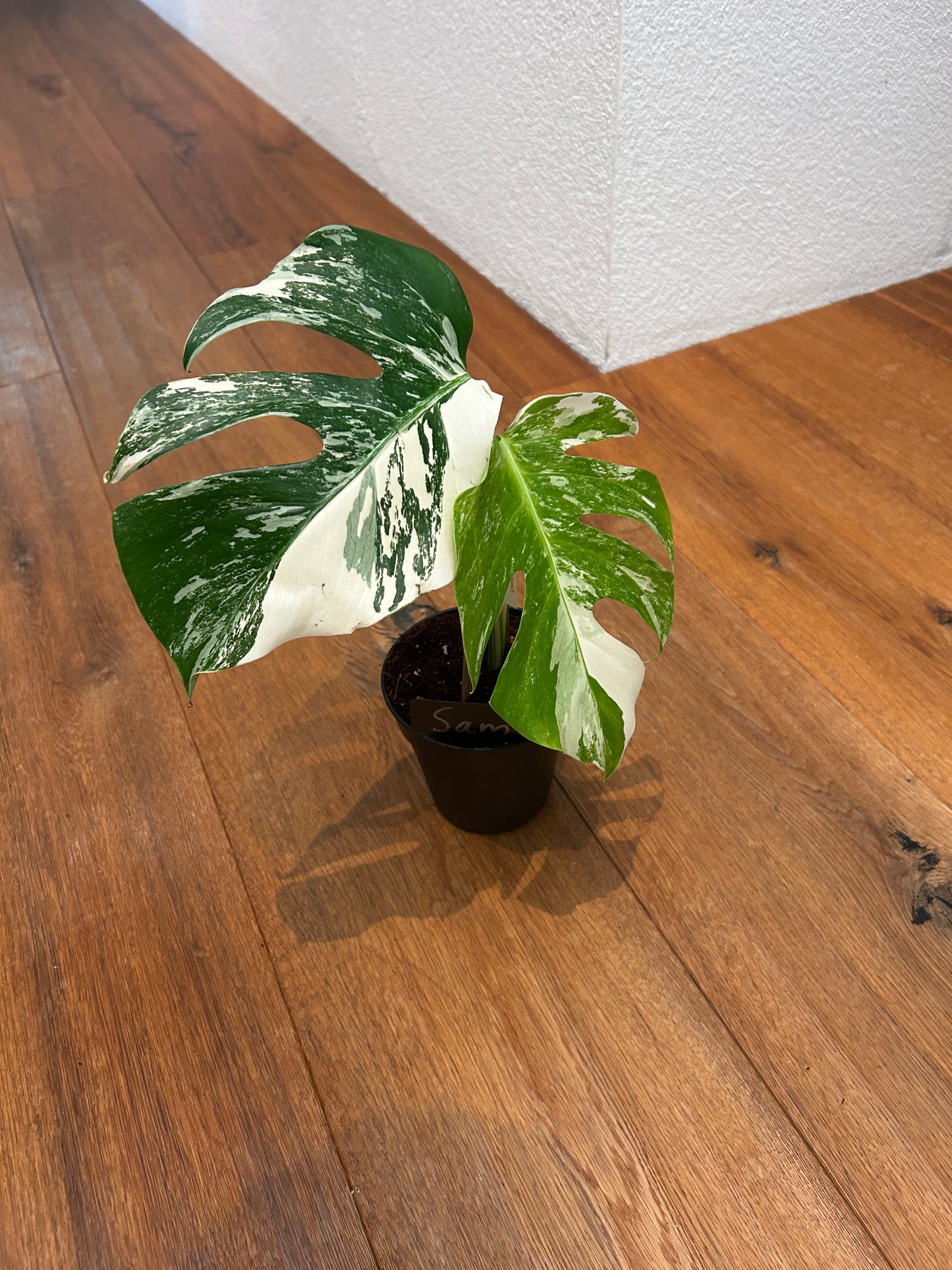 Monstera albo