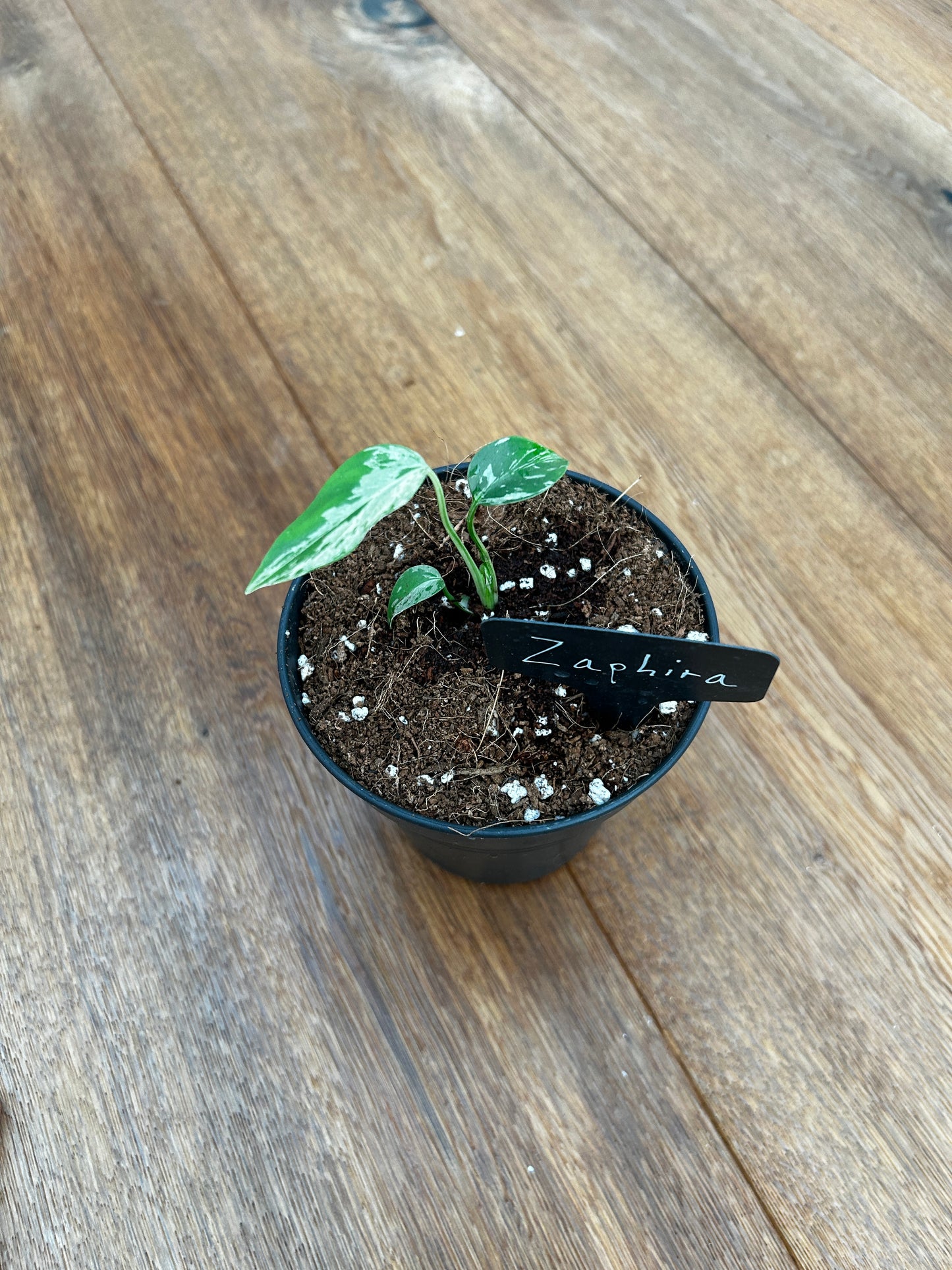 Monstera Bulbasur