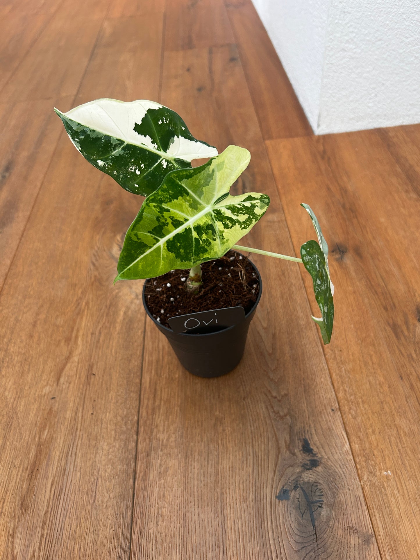 Alocasia Frydrek Variegata