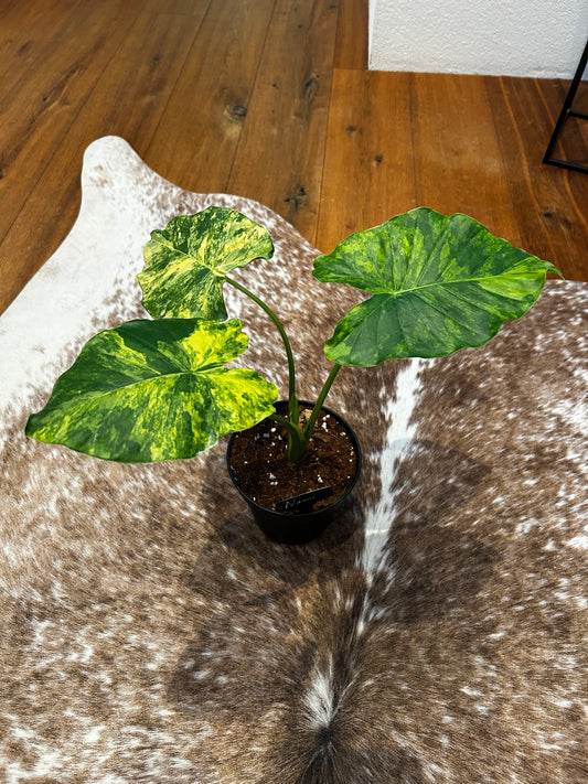 Alocasia Macrorrhiza aurea
