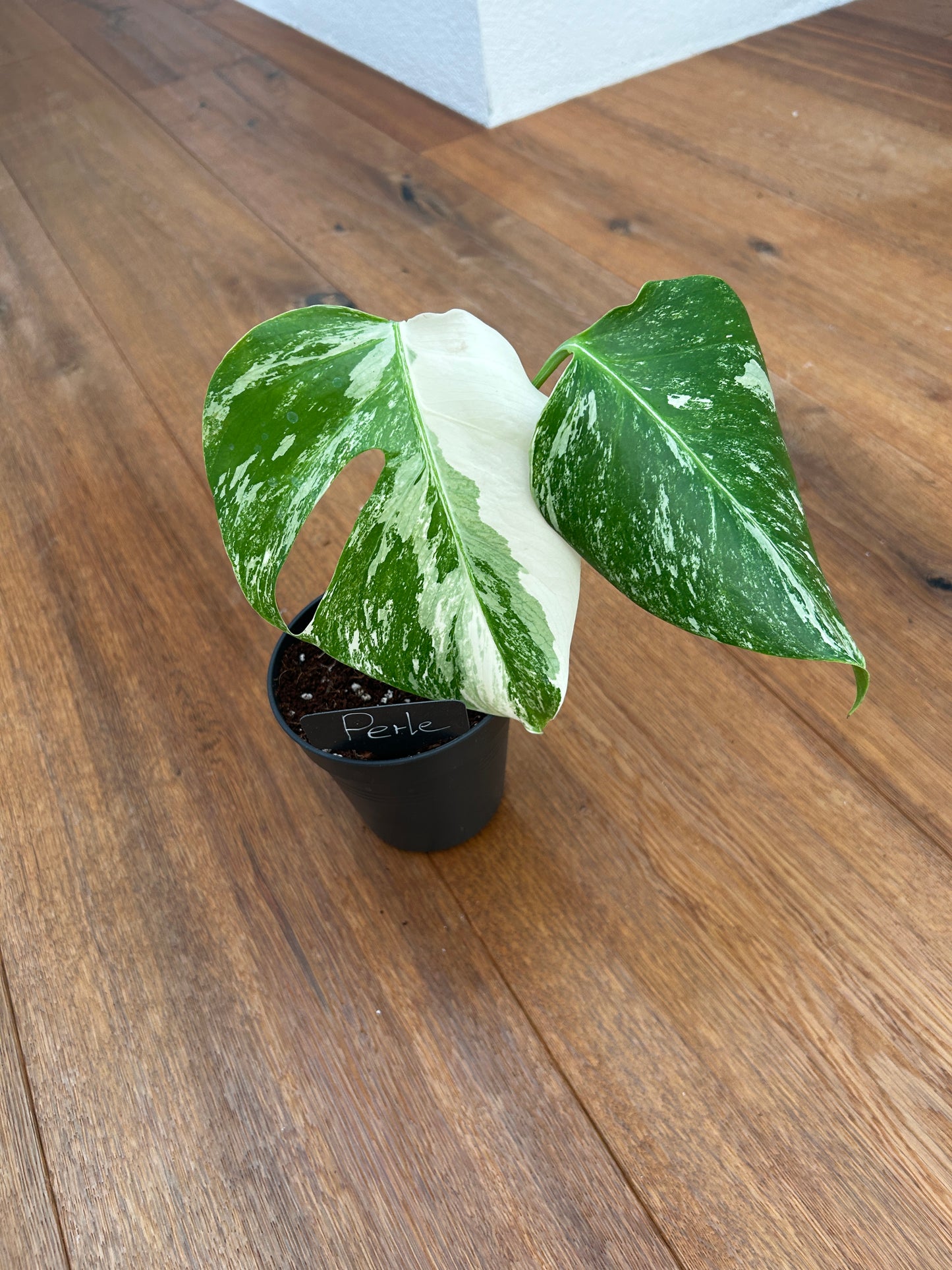 Monstera albo