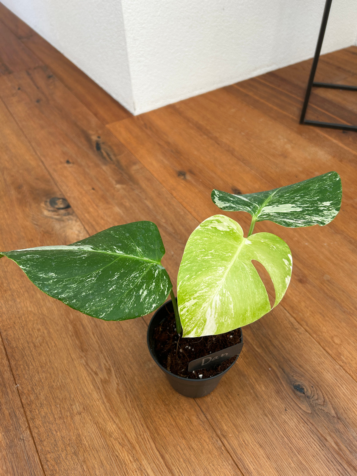 Monstera albo