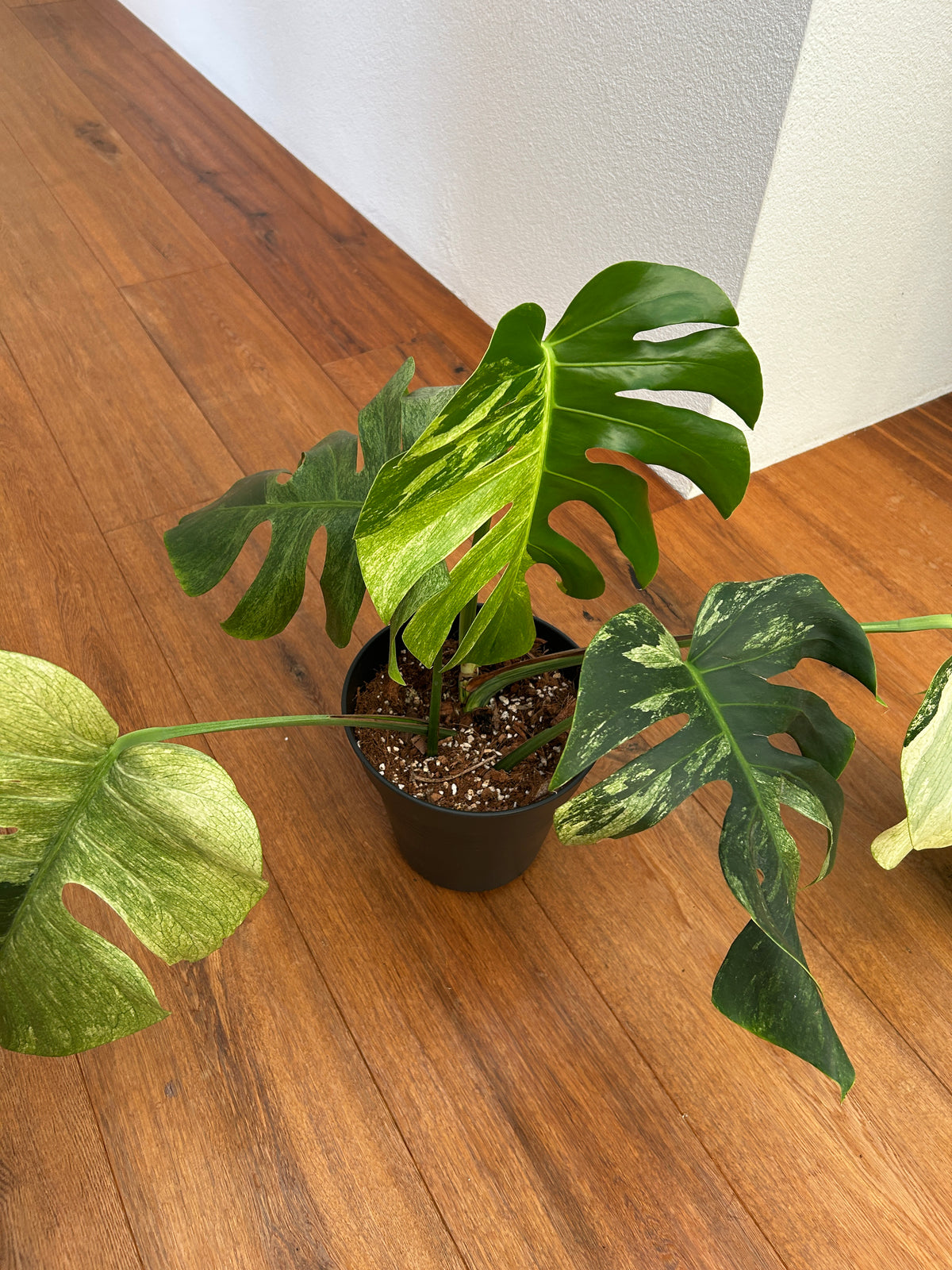 Monstera Jungle Mint Top Genetik