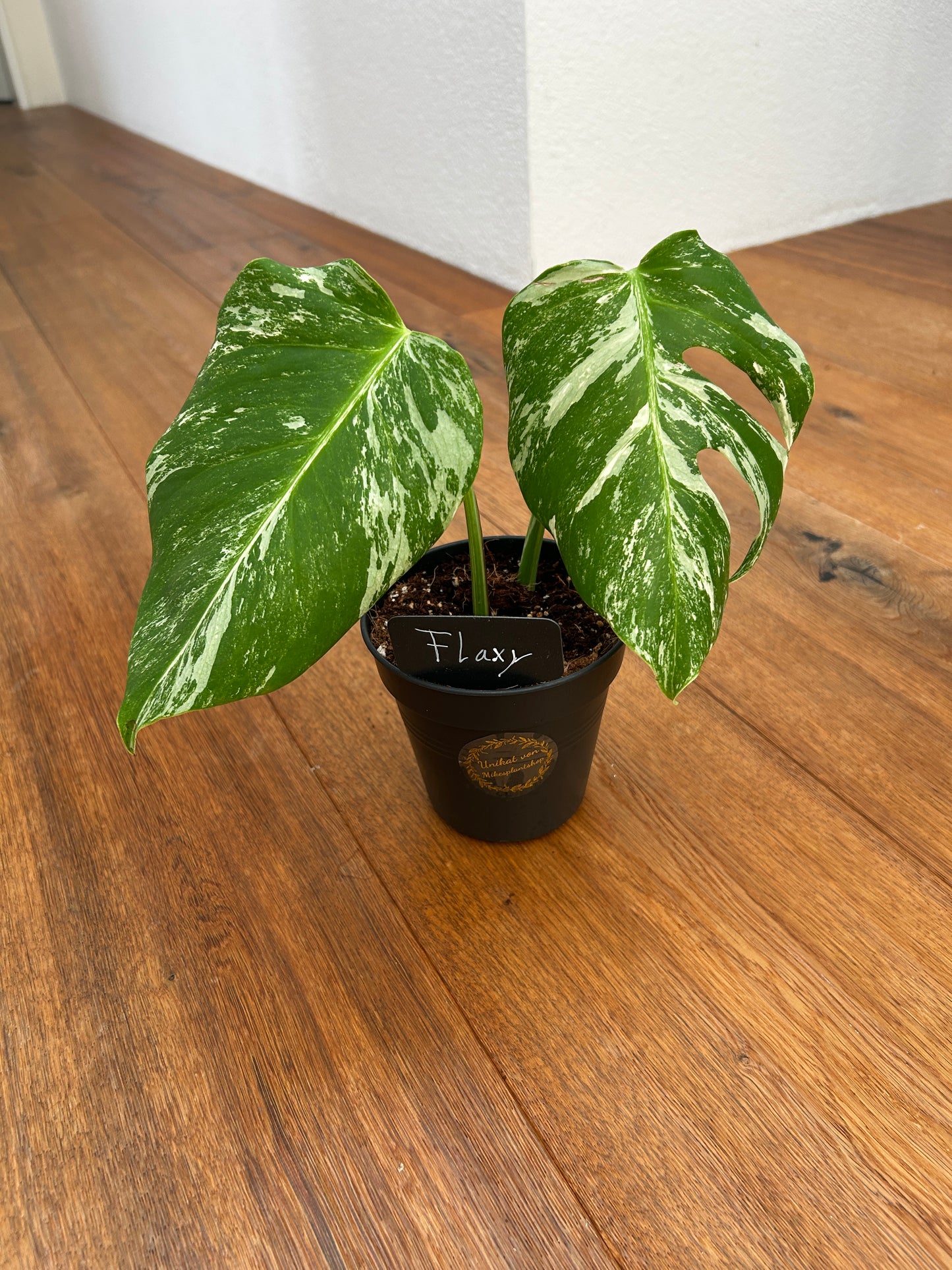 Monstera albo