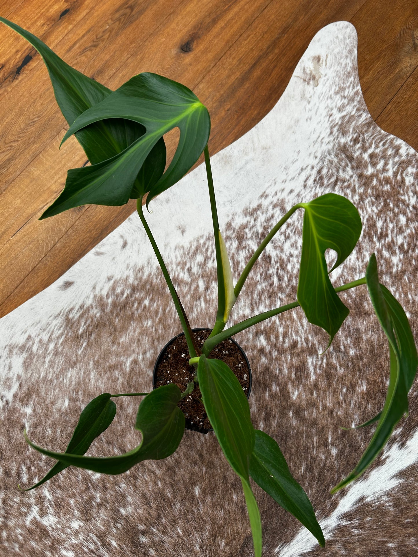 Monstera Burle Marx Flame
