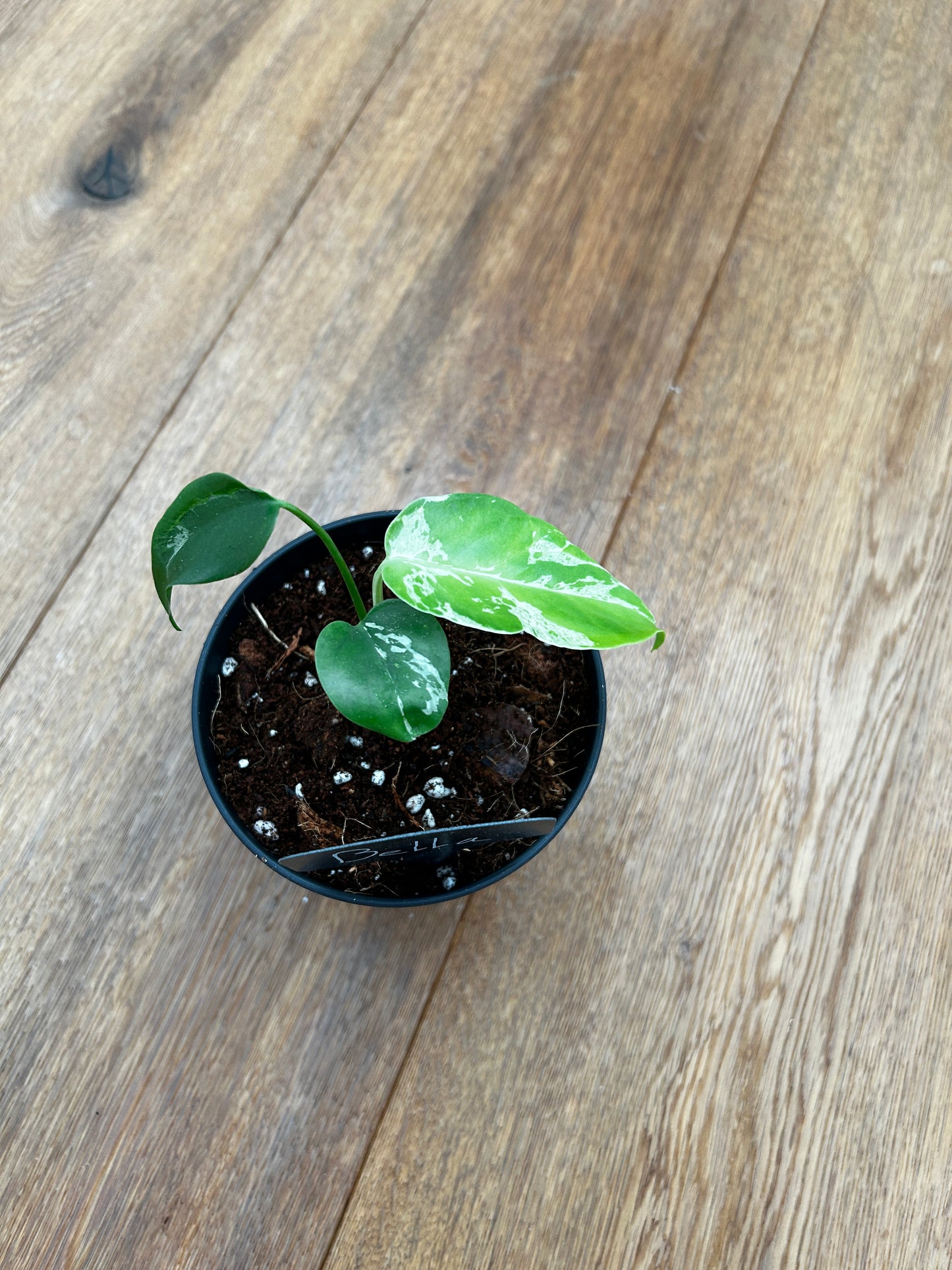 Monstera Bulbasur