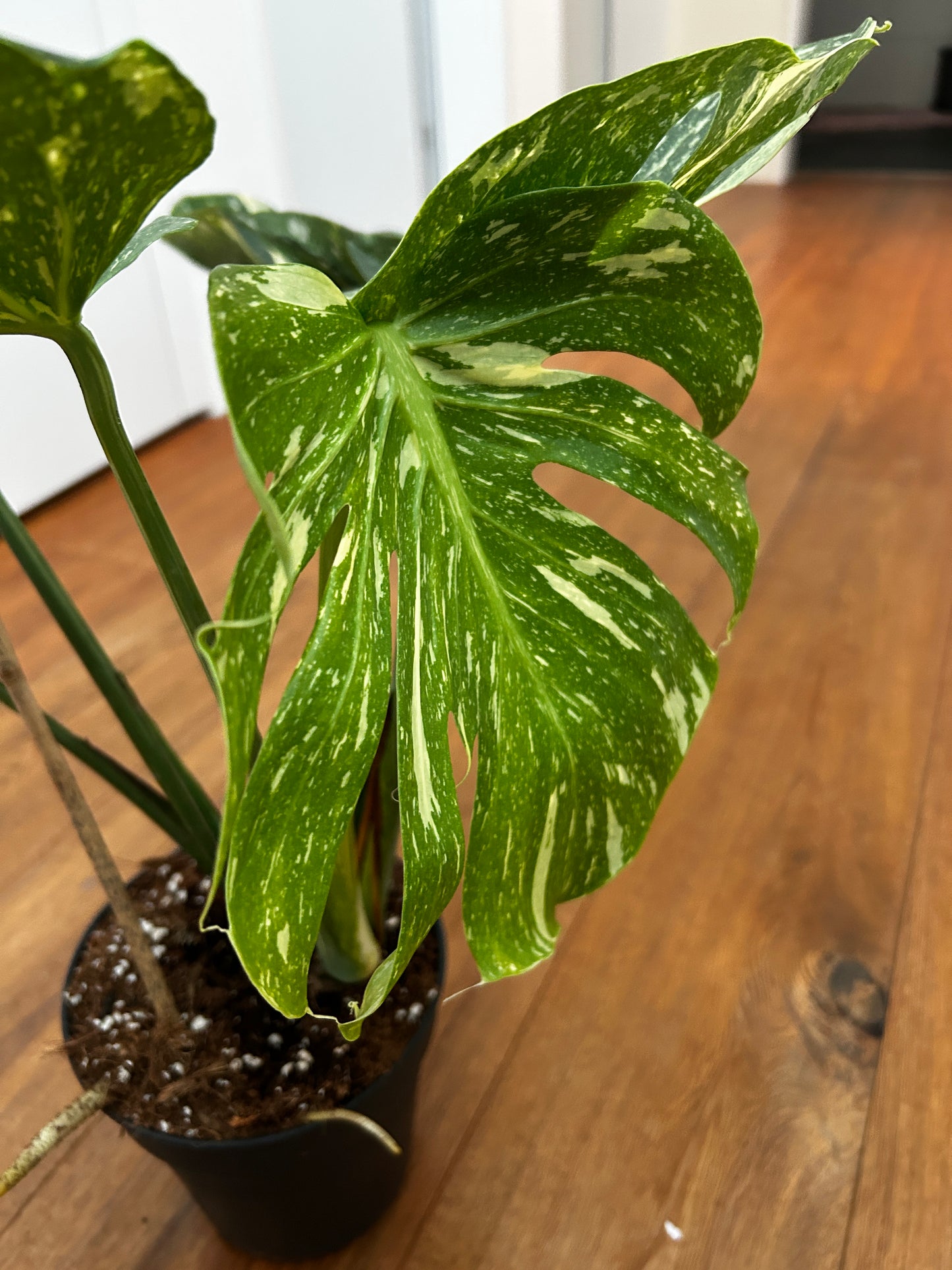 Monstera Medusa extrem selten