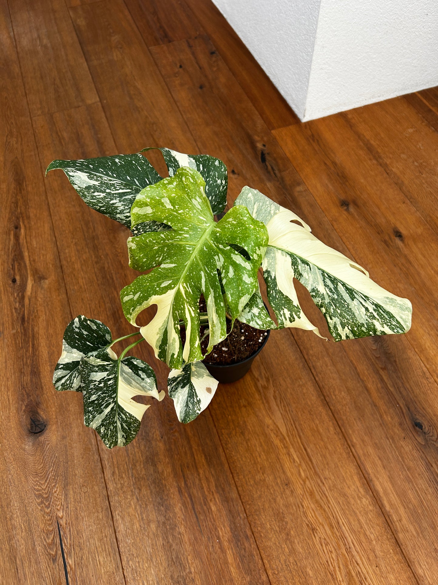 Monstera Thai Constellation