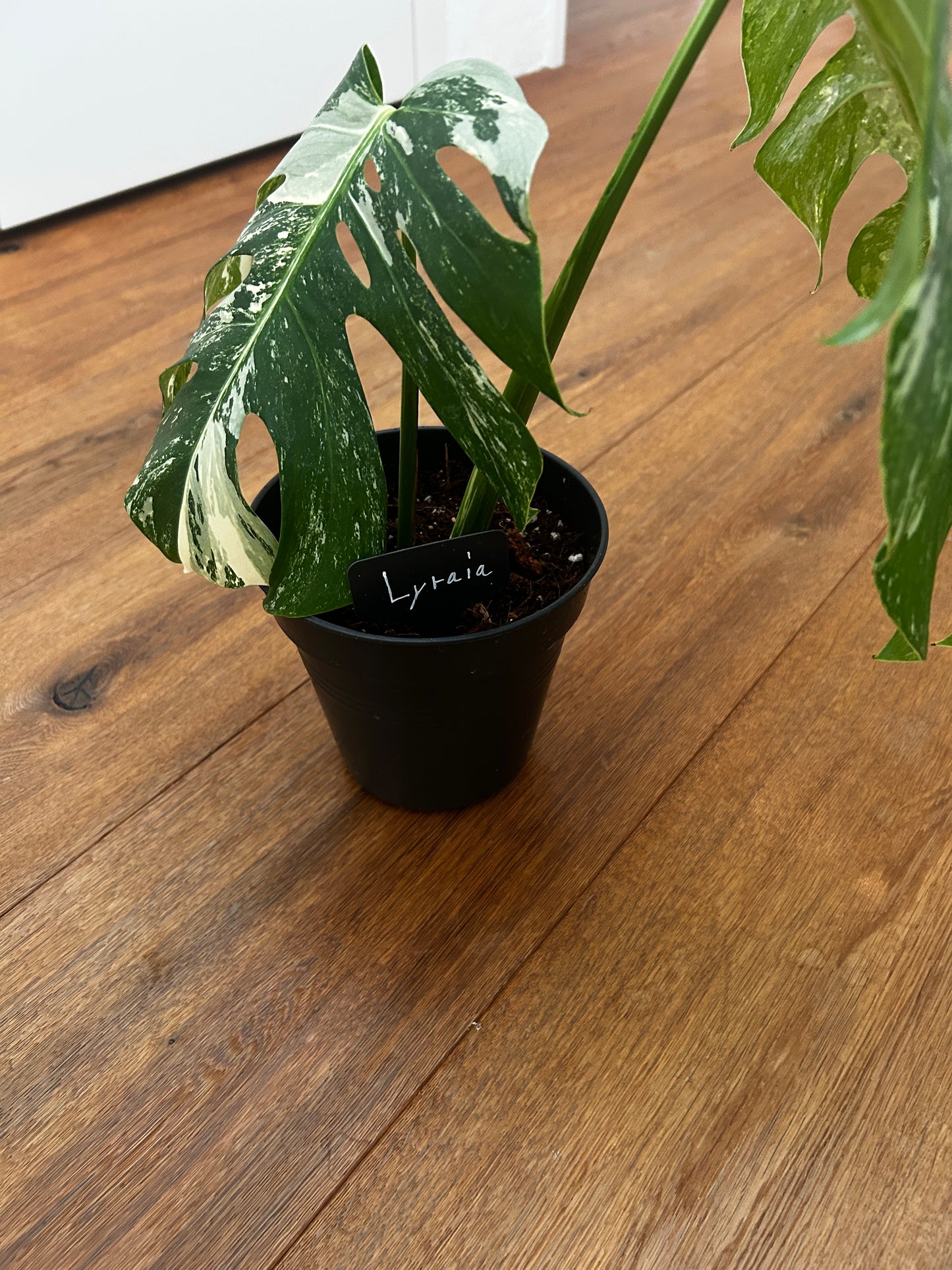 Monstera albo