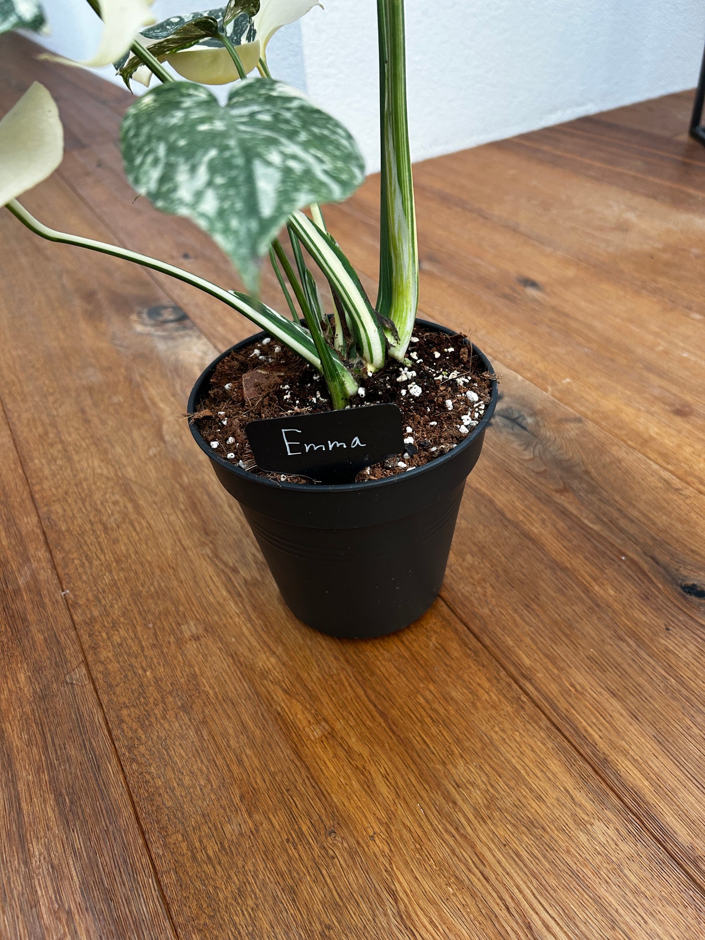 Monstera Thai Constellation Top Genetik