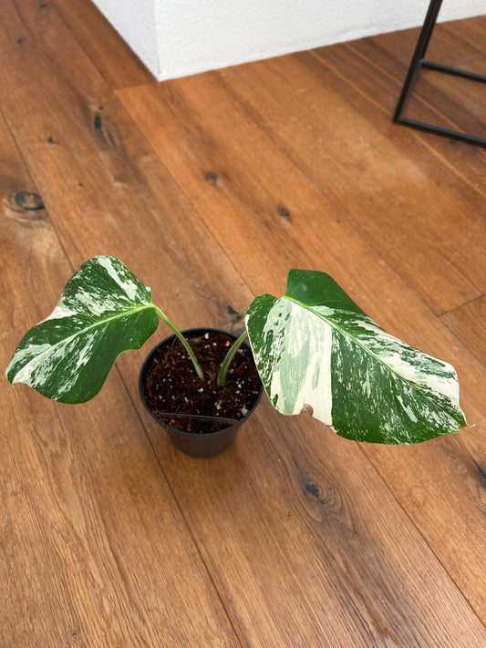 Monstera albo