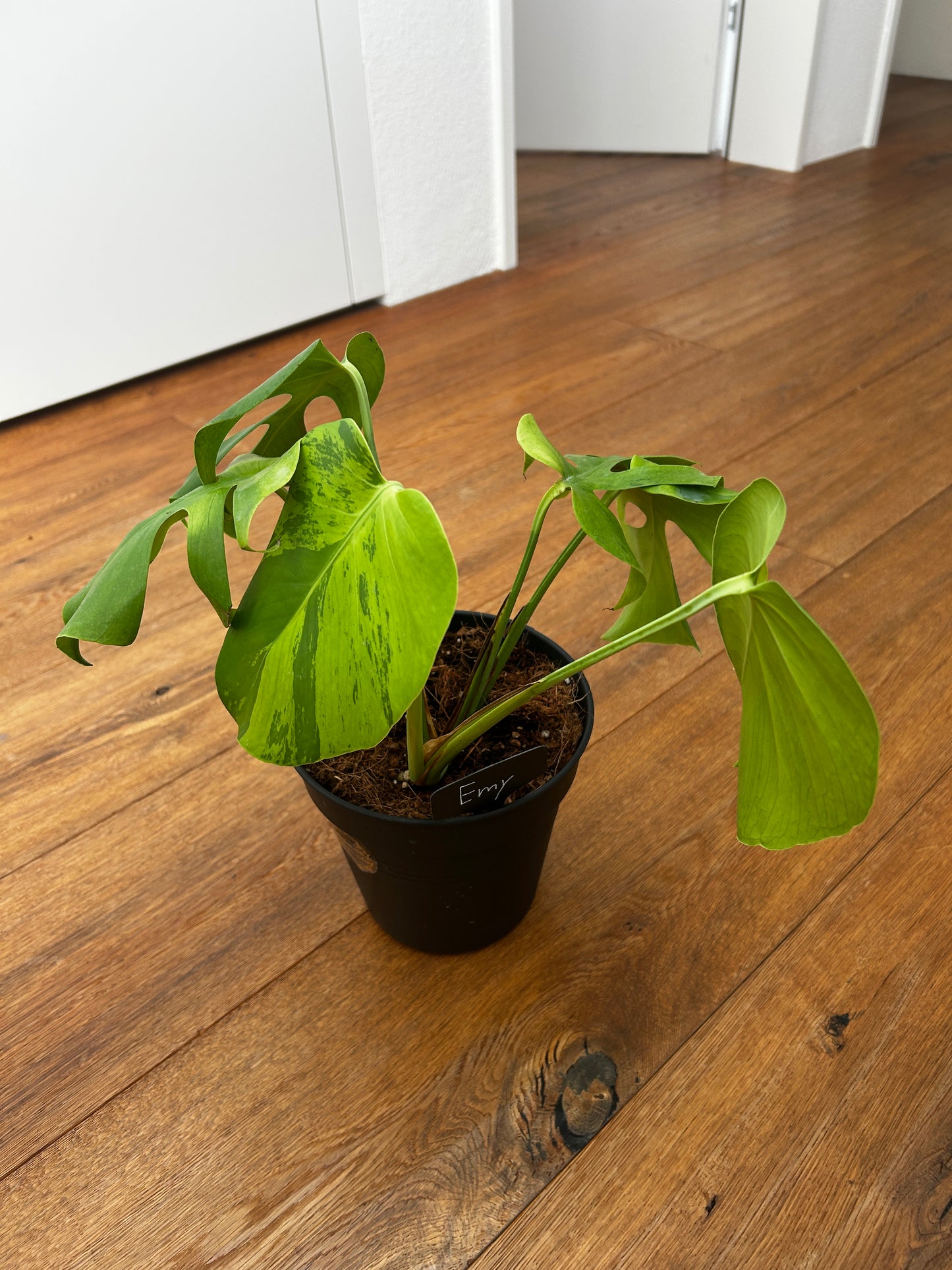 Monstera Light Lime