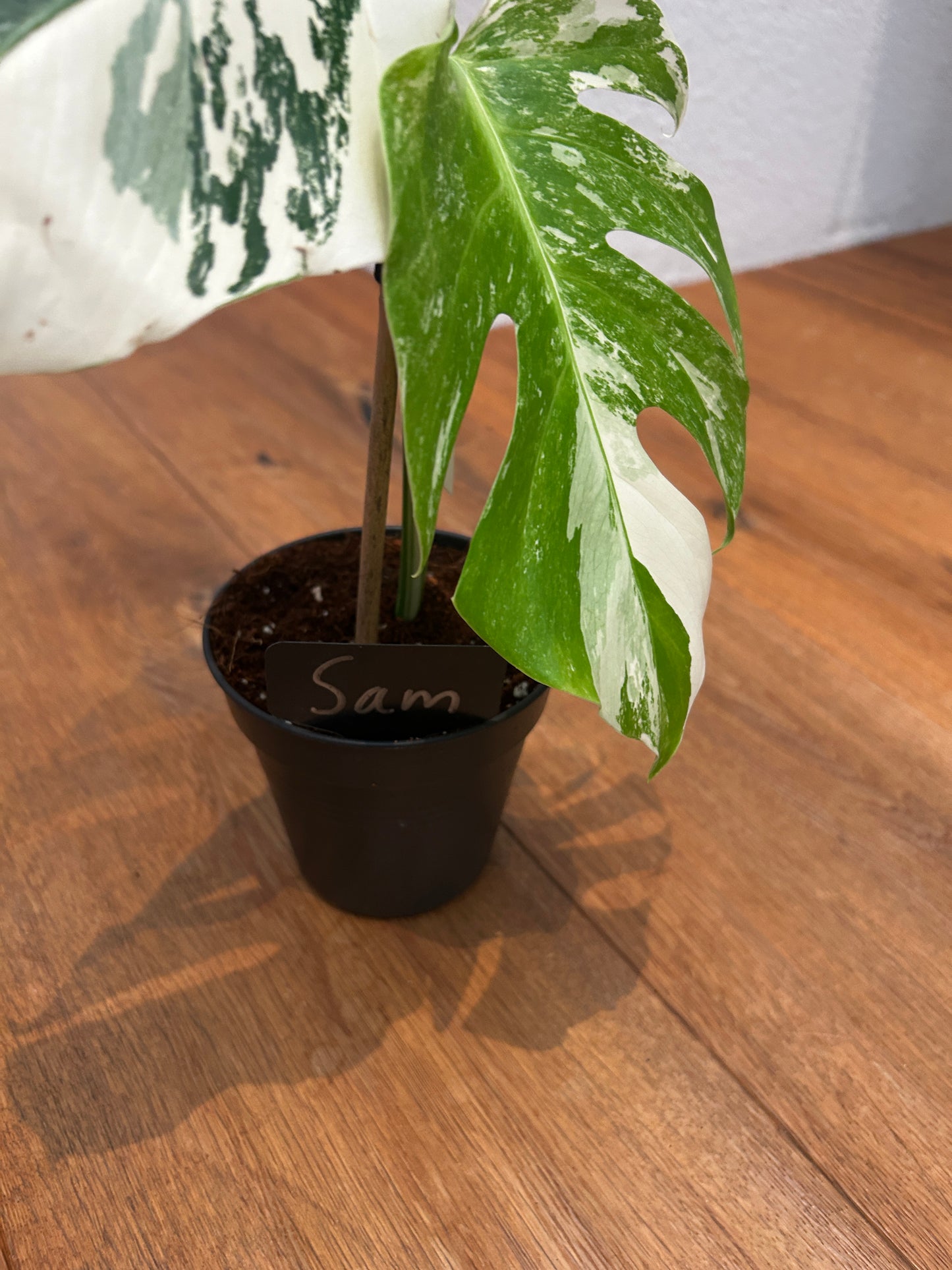 Monstera albo
