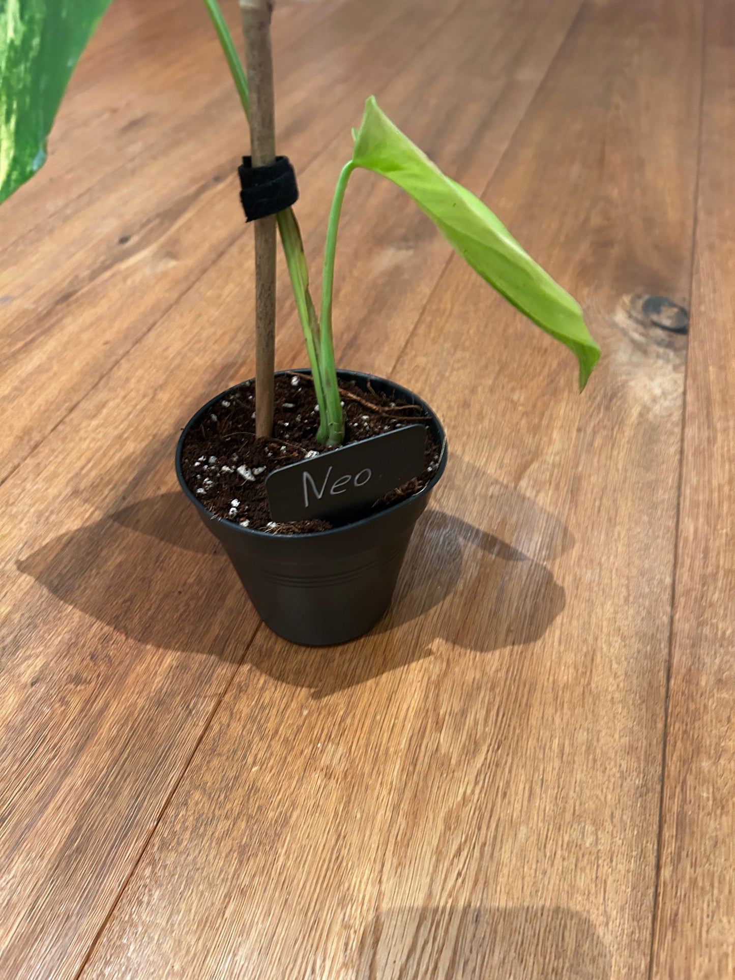 Monstera Aurea