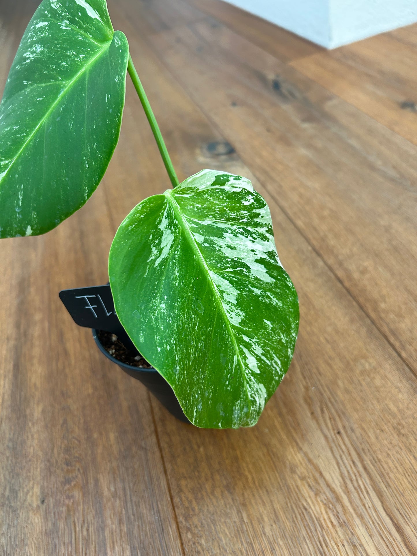 Monstera albo
