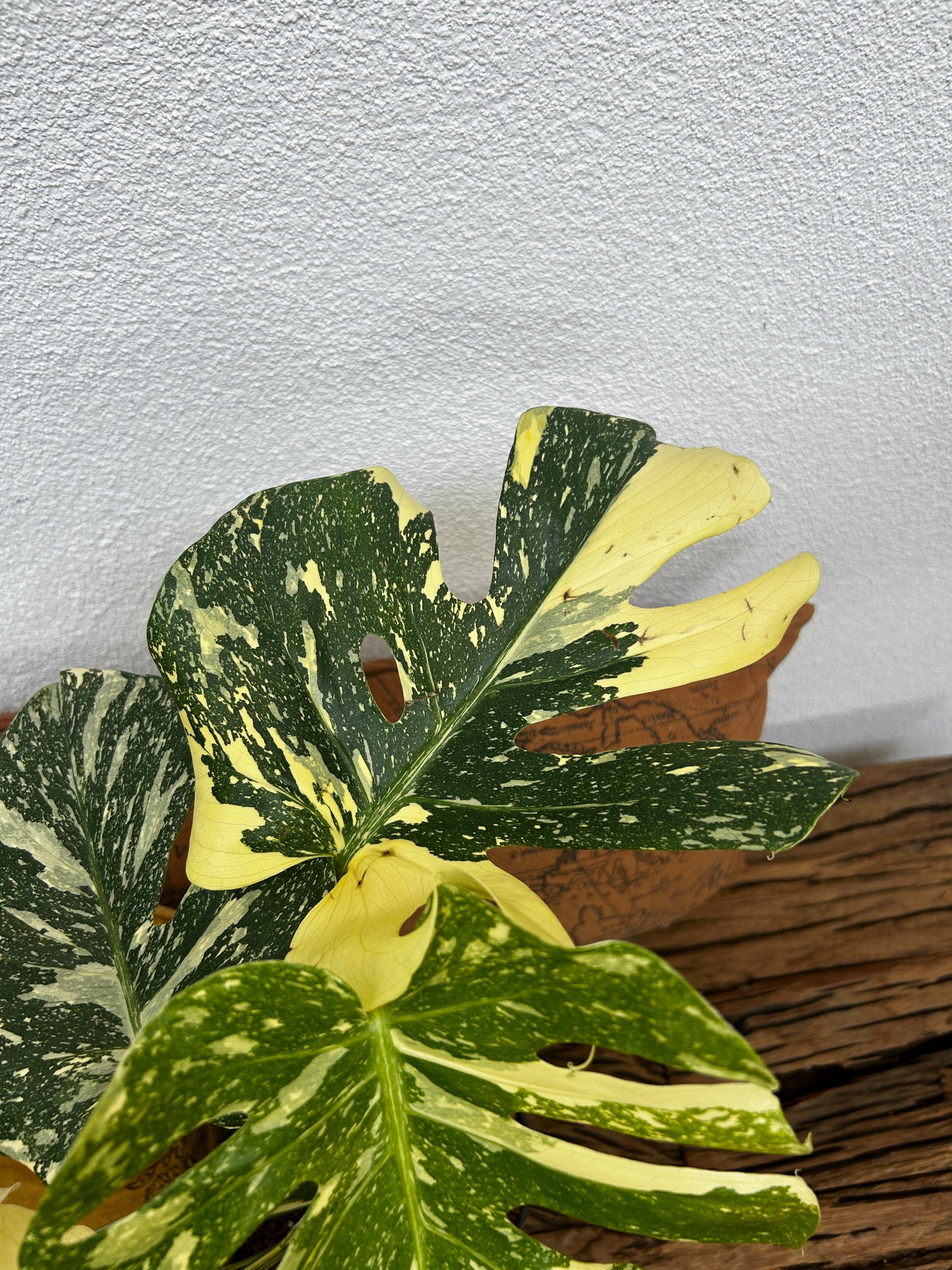 Monstera Thai Constellation