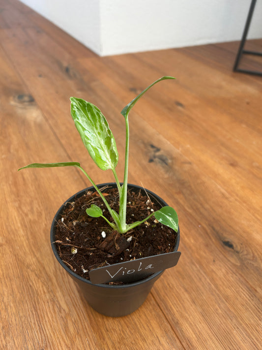 Monstera Bulbasur