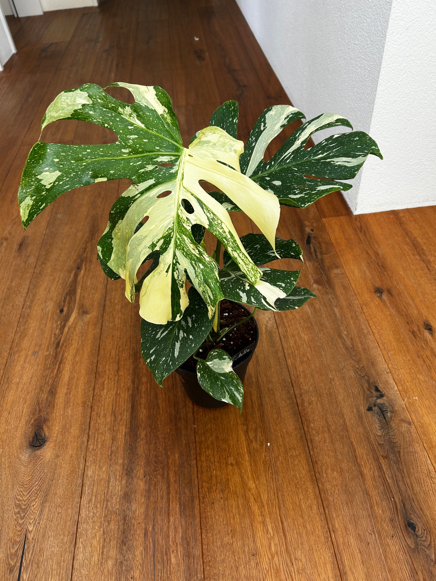 Monstera Thai Constellation Top Genetik