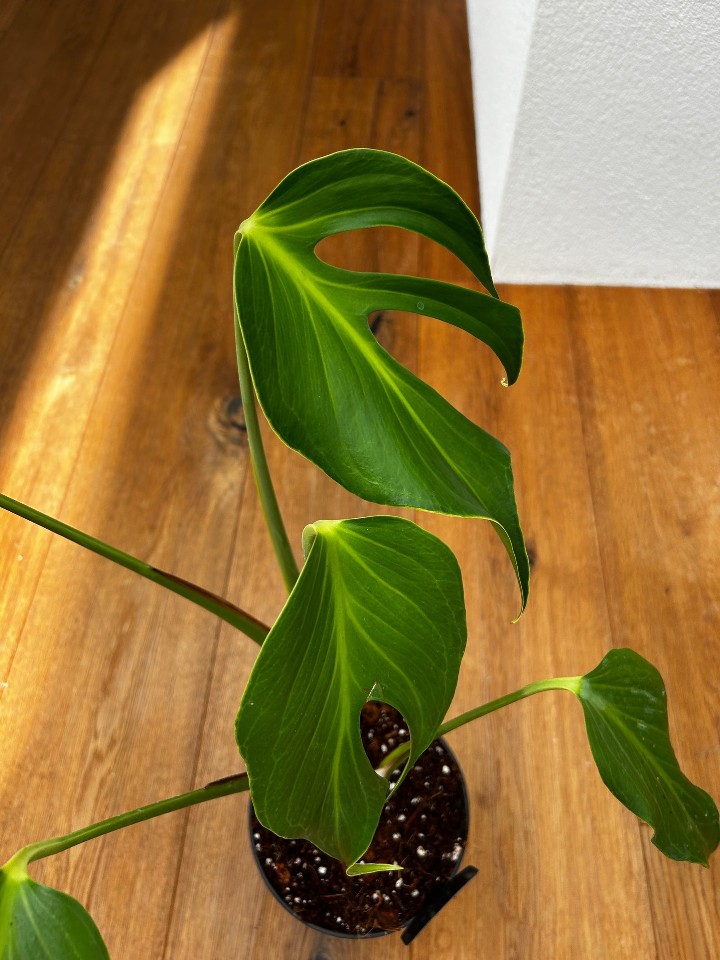 Monstera Burle Marx Flame