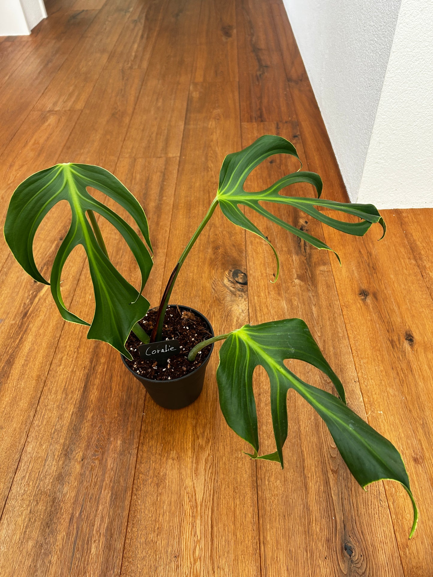 Monstera Burle Marx Flame Kopfsteckling bewurzelt