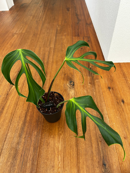 Monstera Burle Marx Flame Kopfsteckling bewurzelt