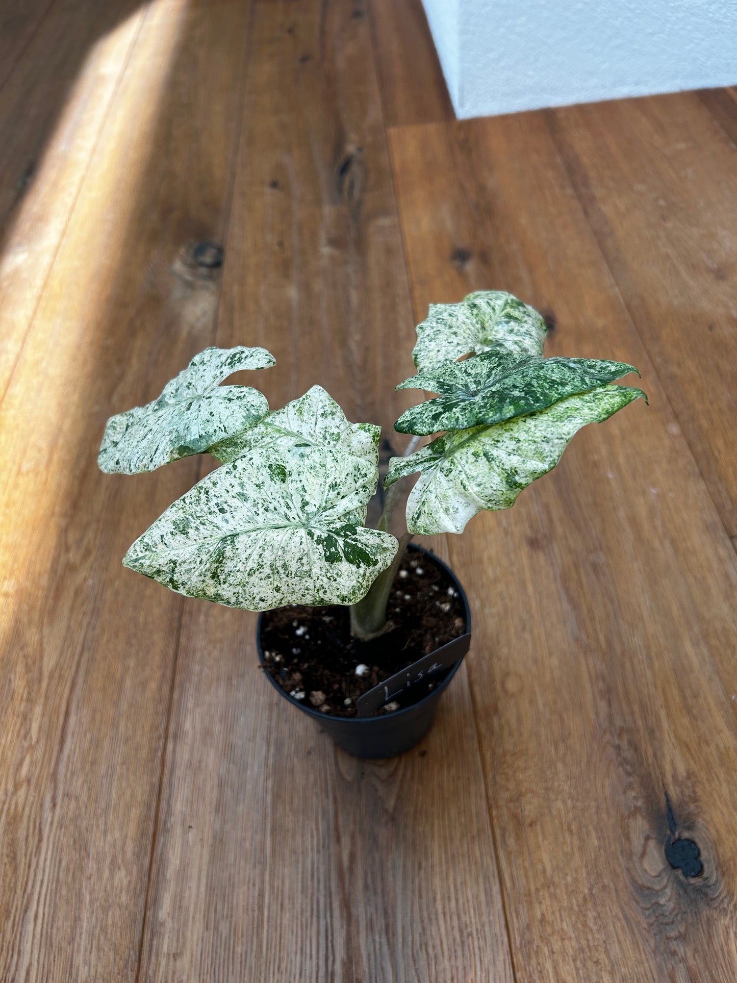 Alocasia Splash