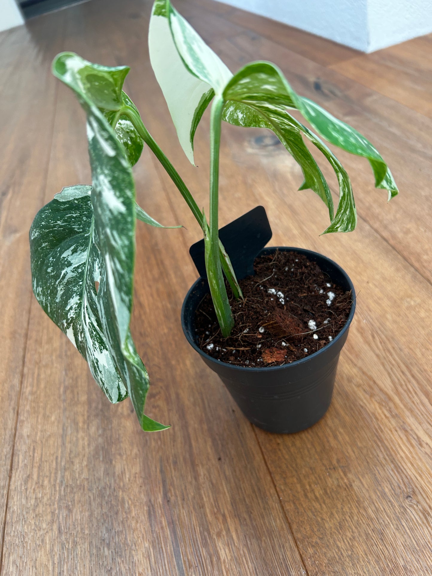 Monstera albo