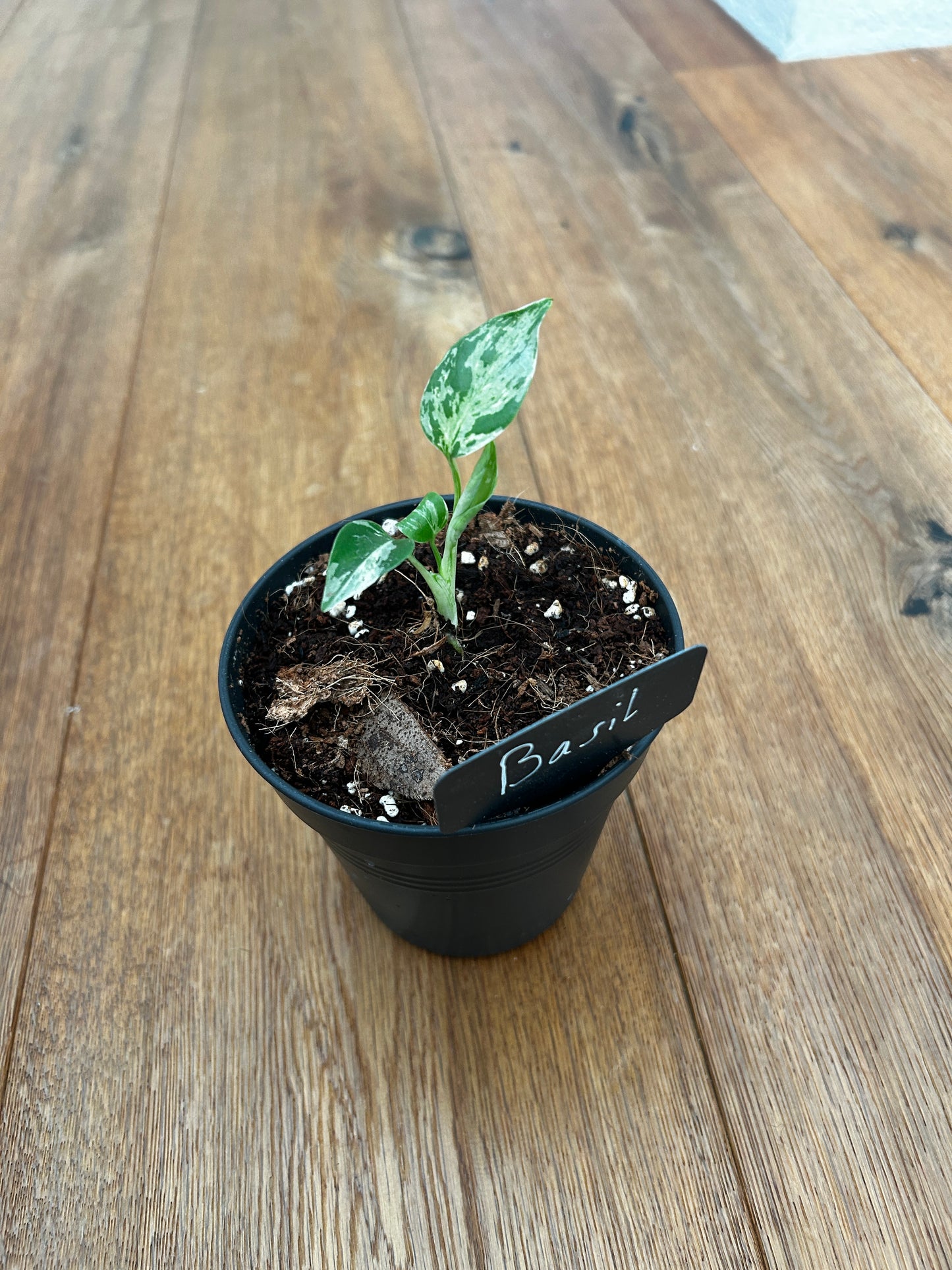 Monstera Bulbasur