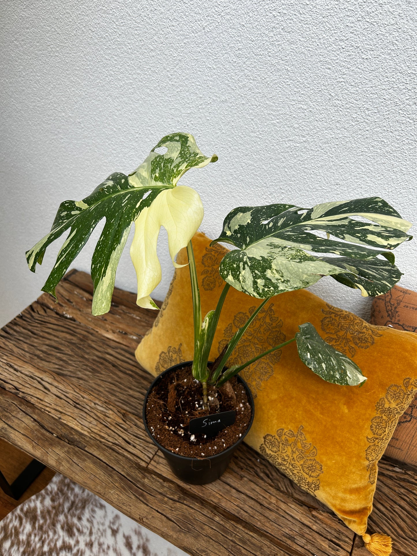 Monstera Thai Constellation
