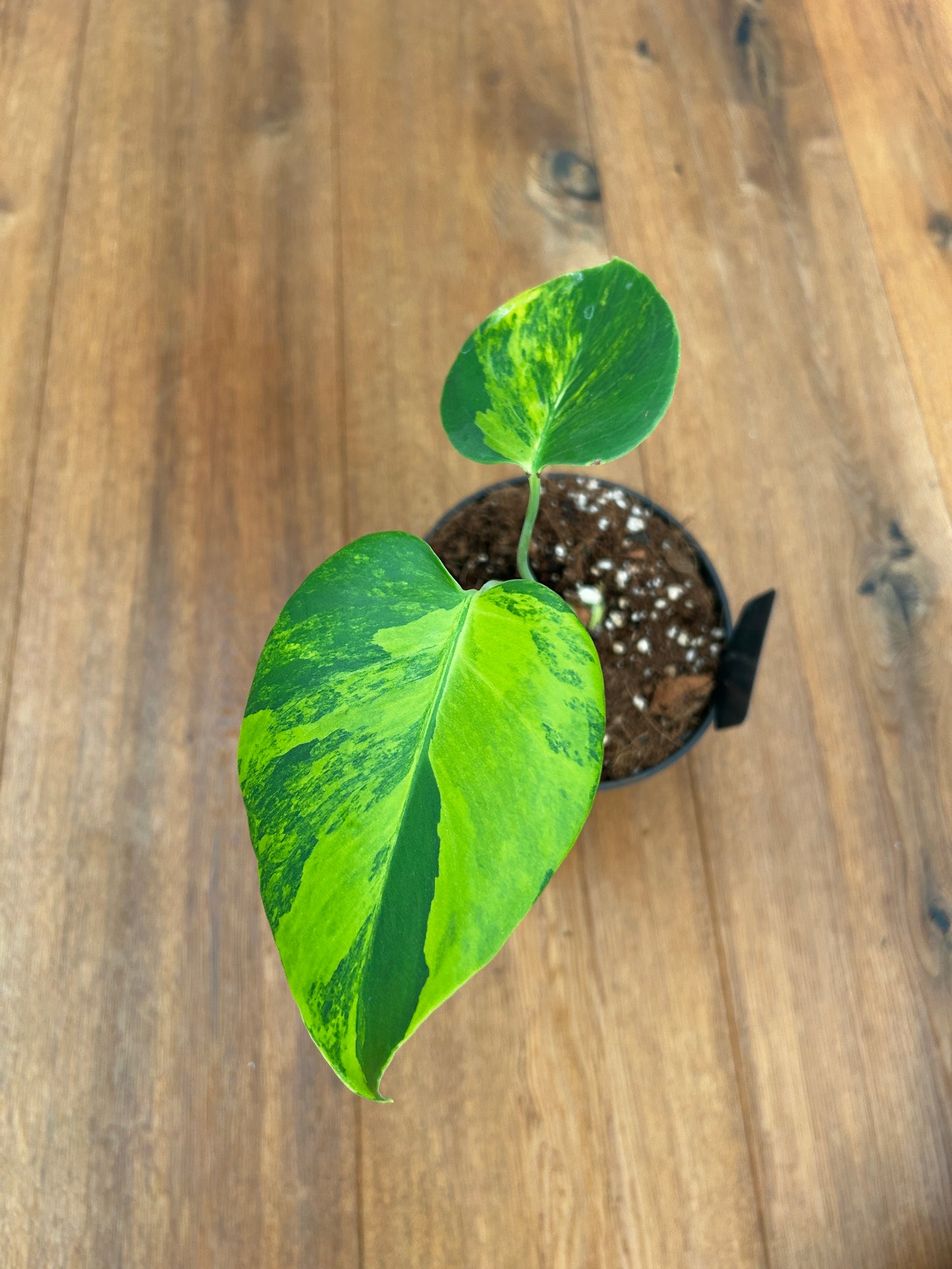 Monstera Marilyn Large Form