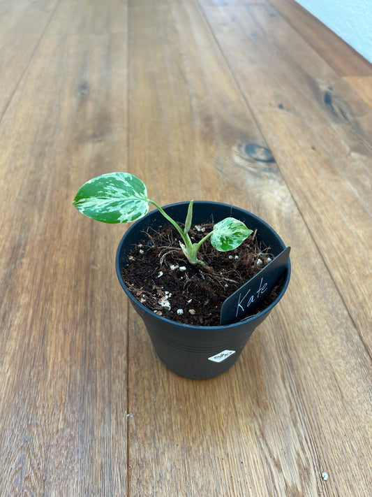 Monstera Bulbasur