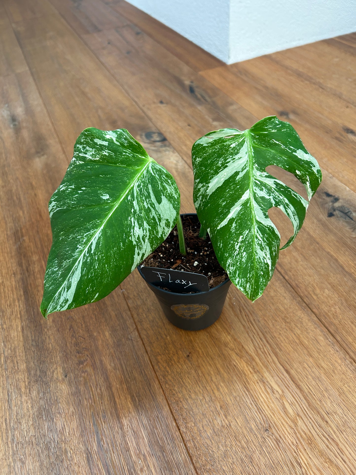 Monstera albo