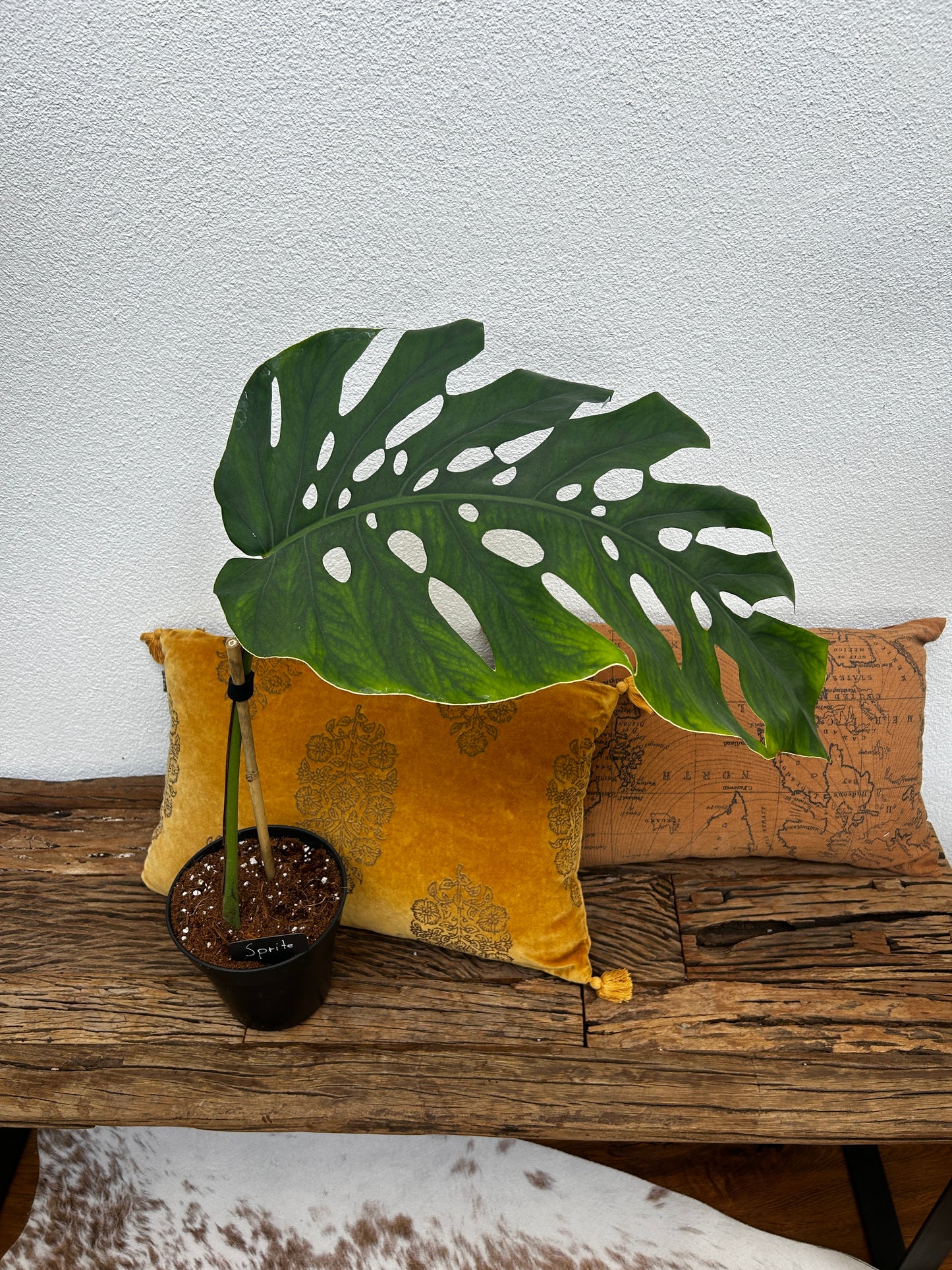 Monstera Dubia XXL Steckling