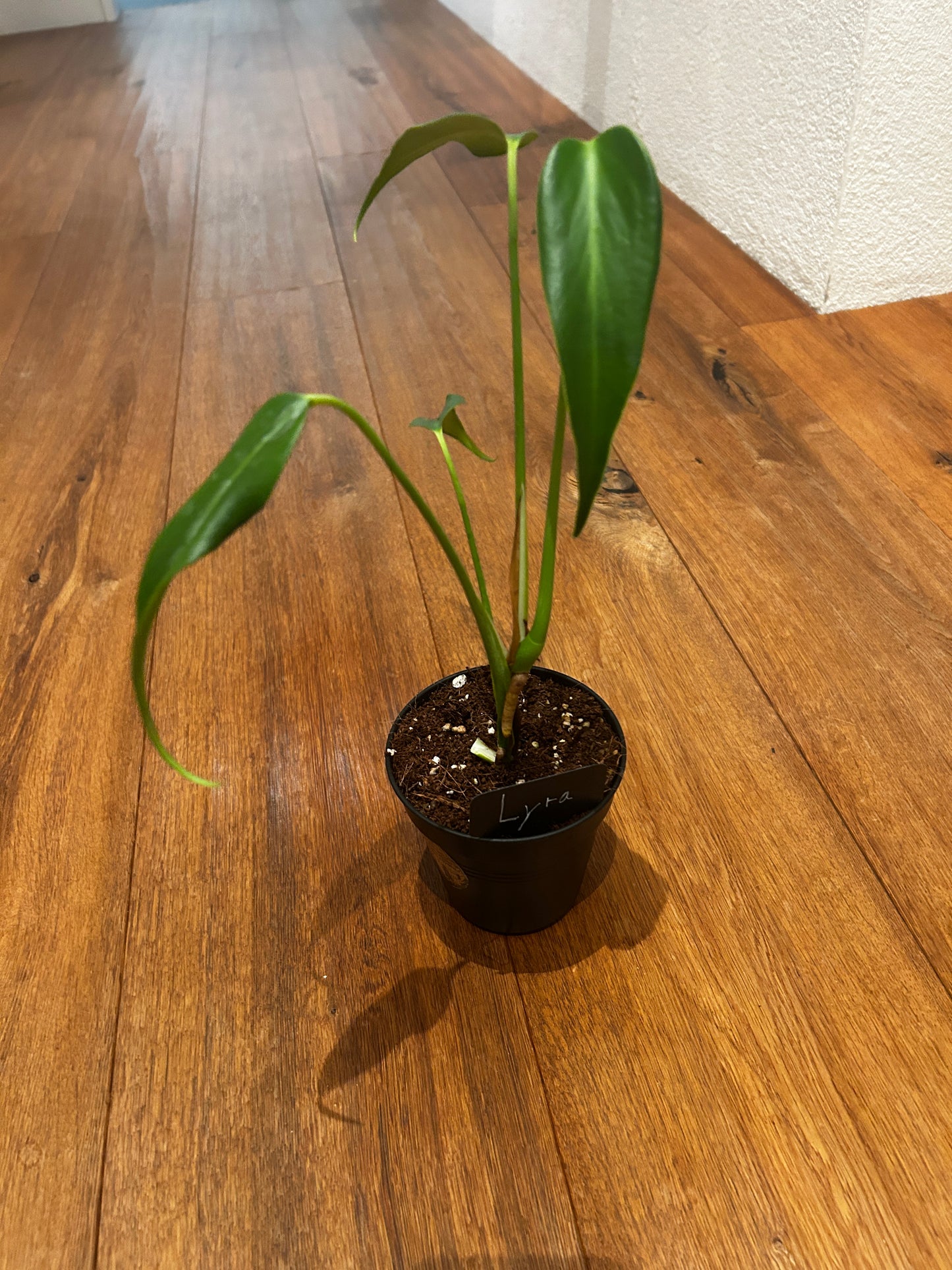 Monstera Burle Marx Flame