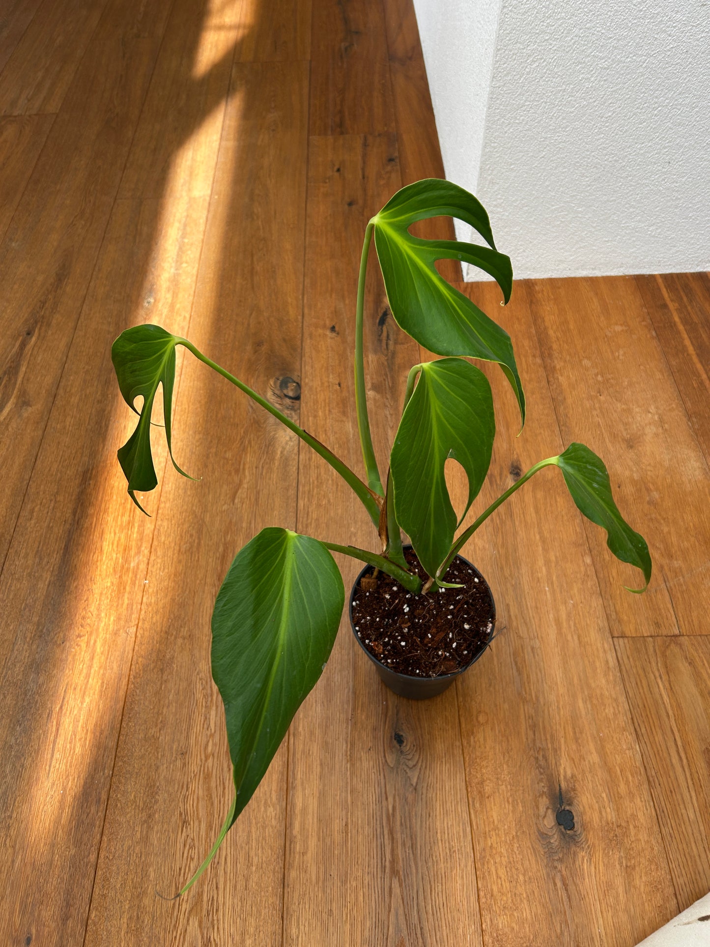 Monstera Burle Marx Flame