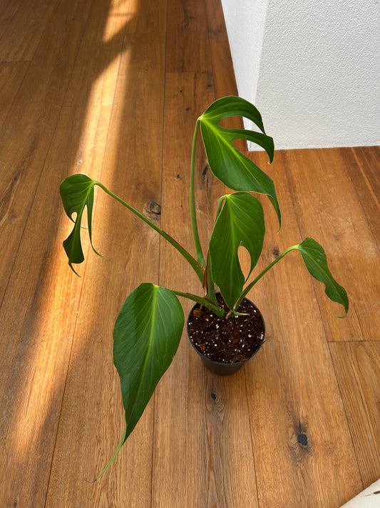 Monstera Burle Marx Flame
