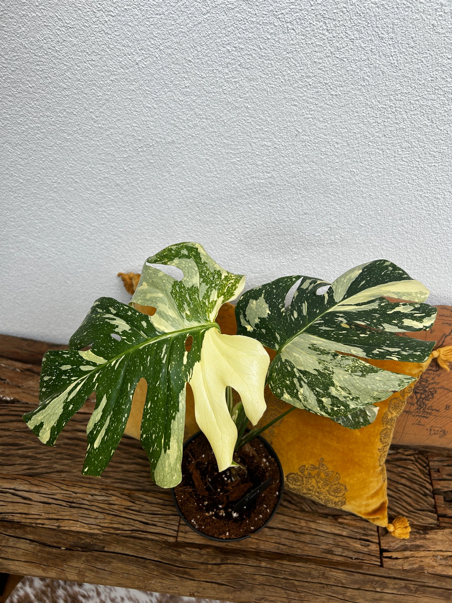 Monstera Thai Constellation
