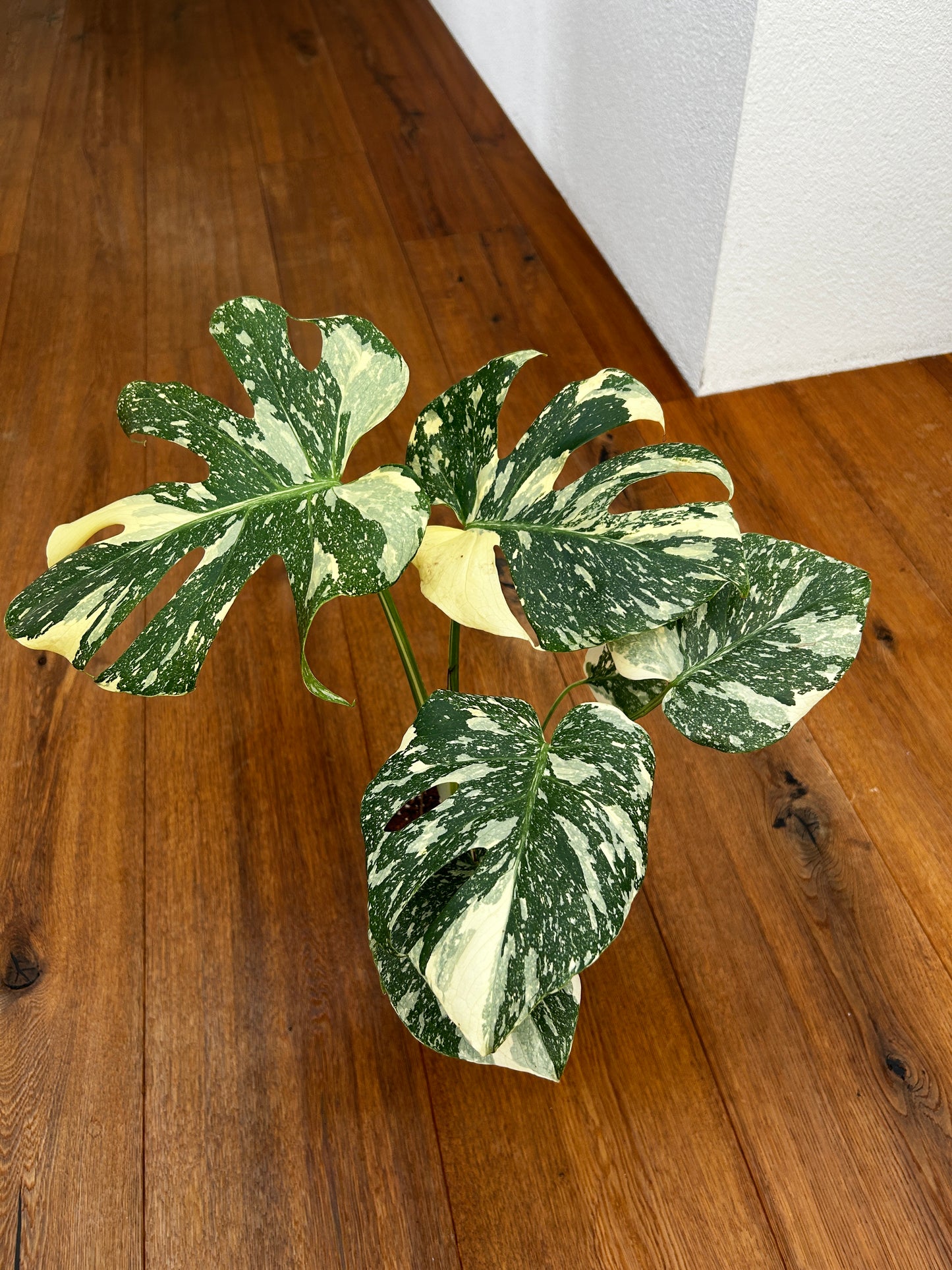 Monstera Thai Constellation