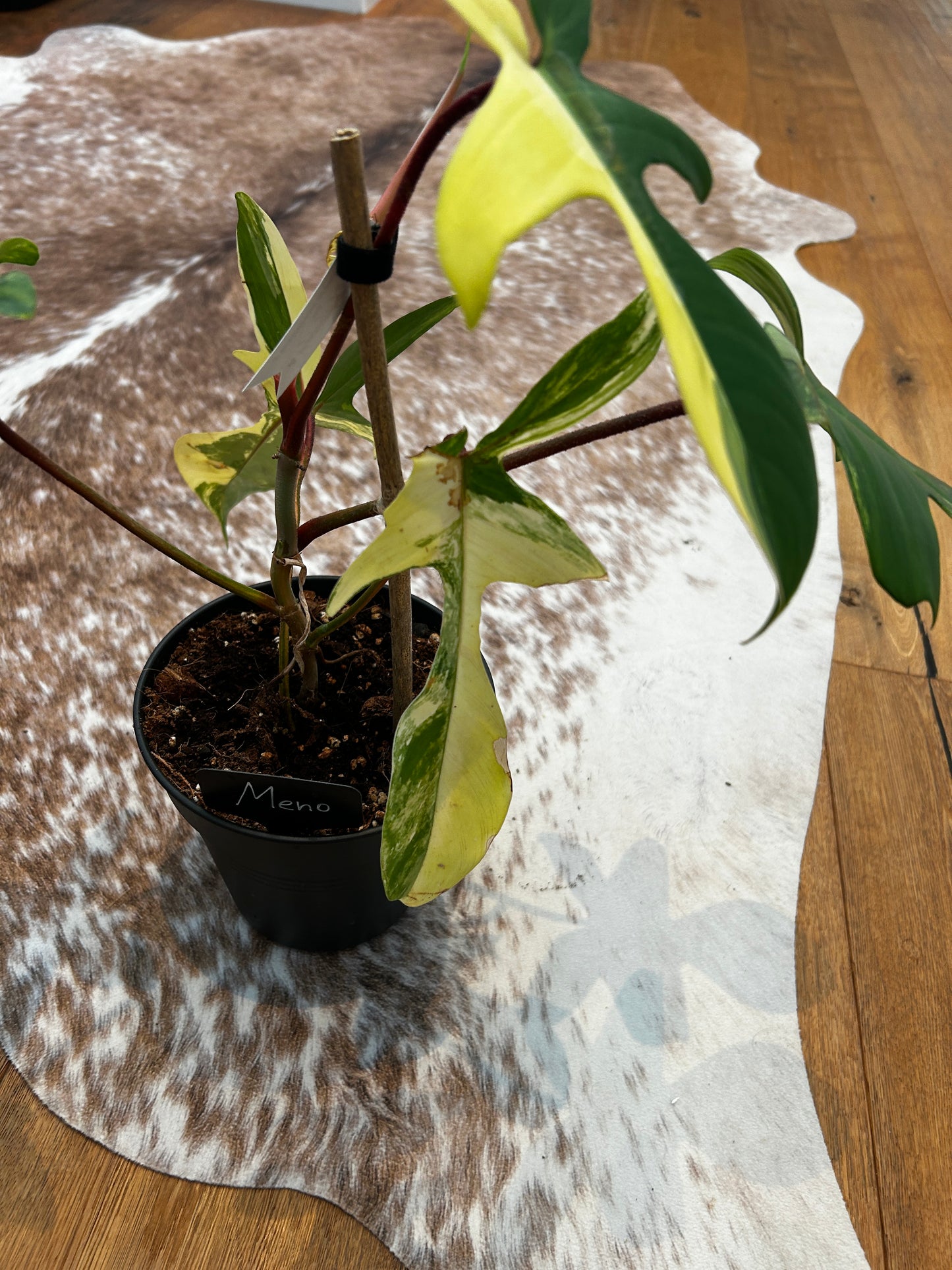 Philodendron Florida Beauty