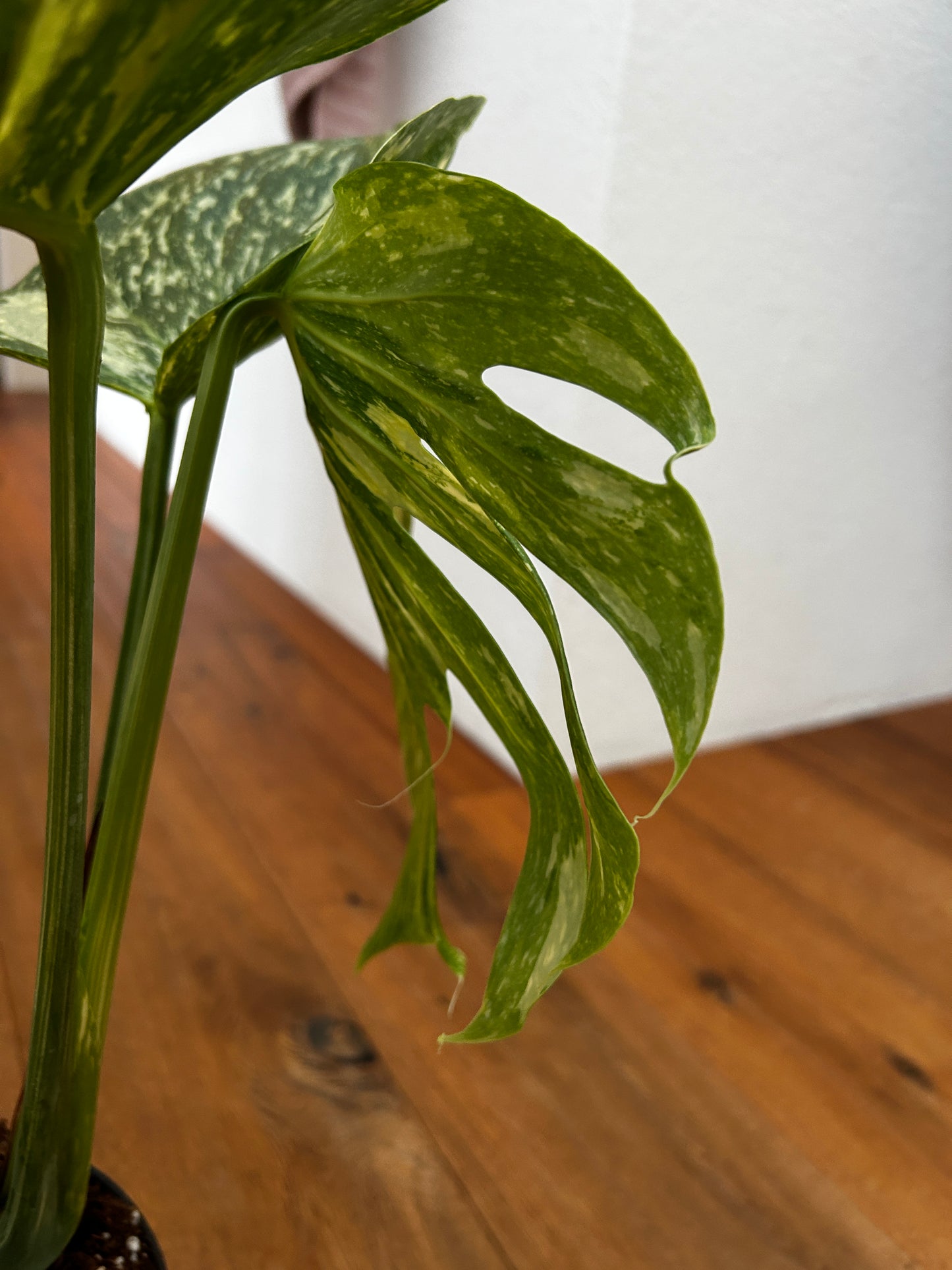 Monstera Medusa extrem selten