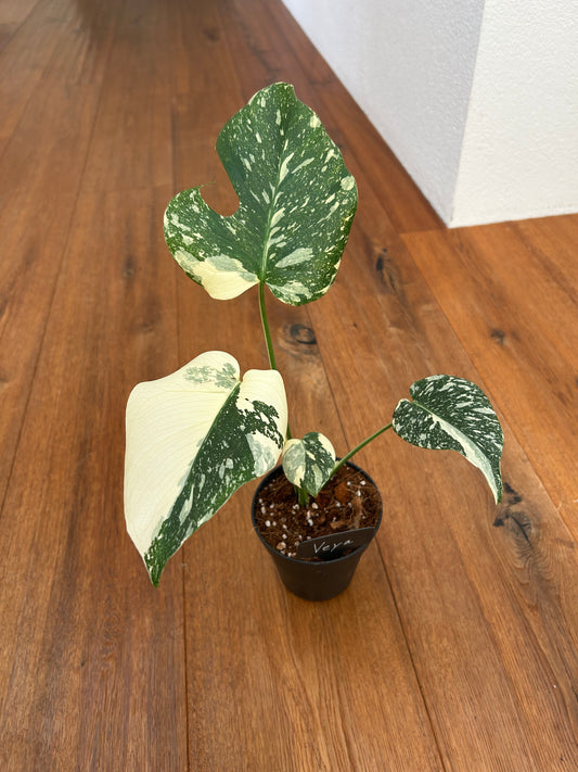 Monstera Thai Constellation