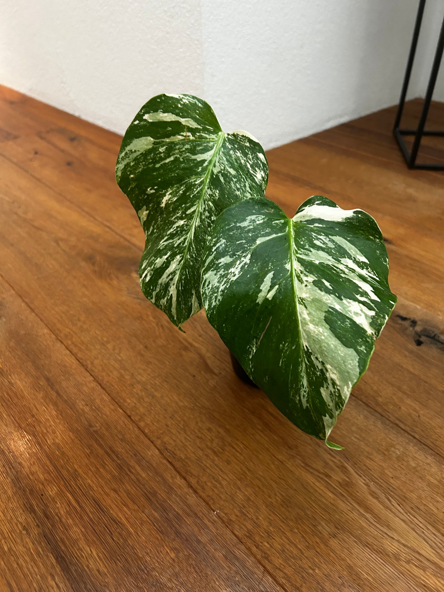 Monstera albo