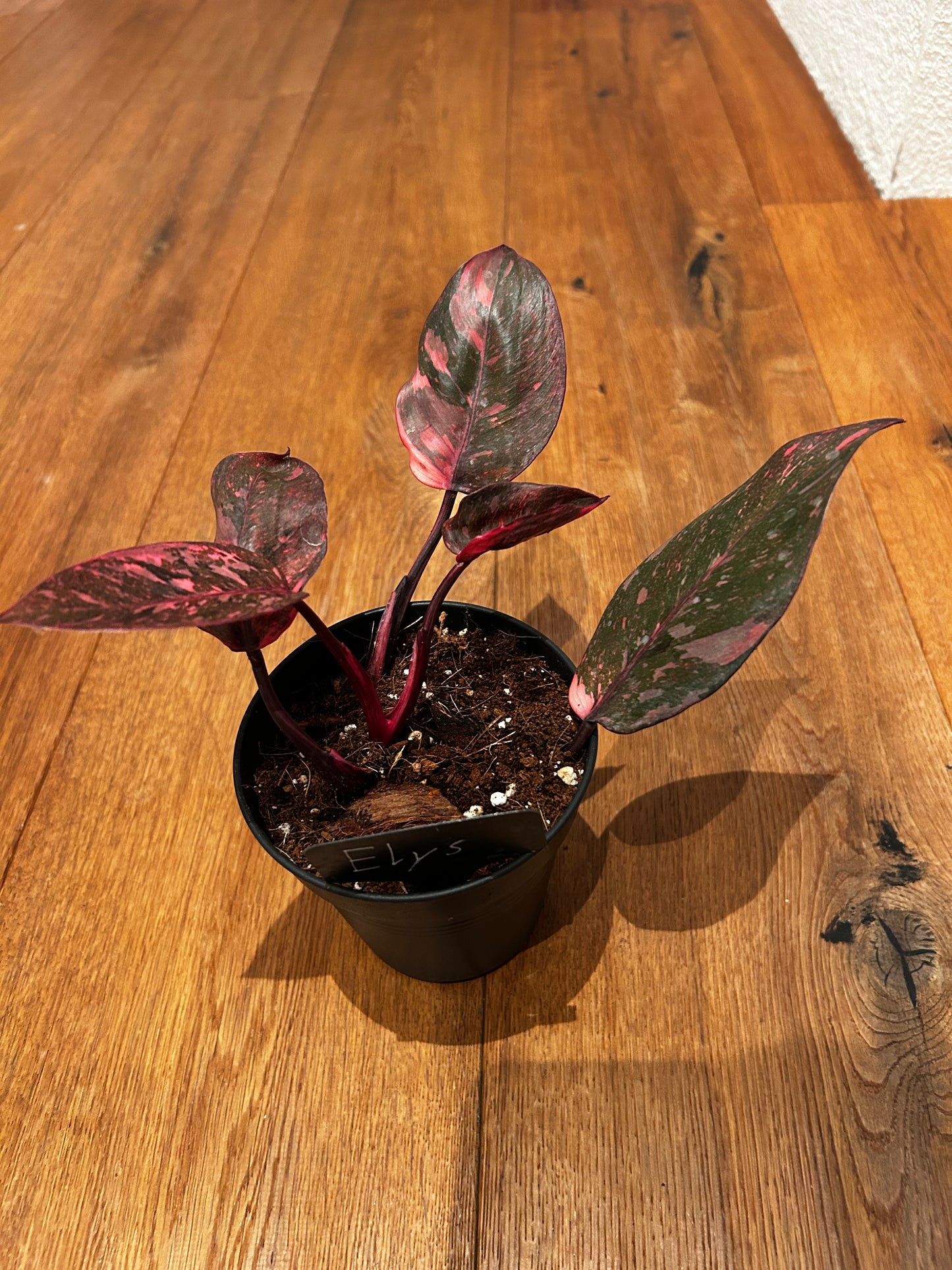 Philodendron Pink Princess Galaxy