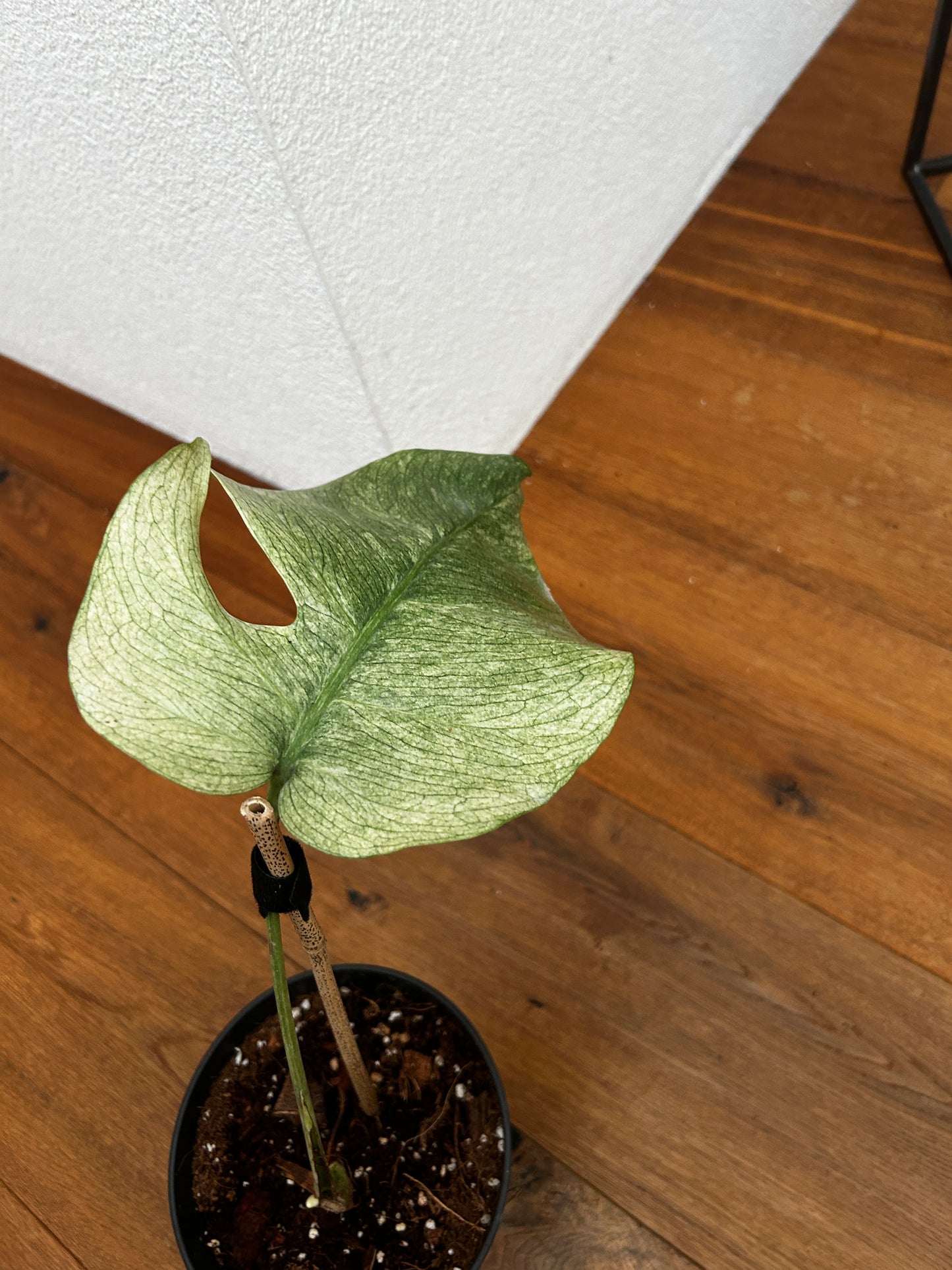Monstera Full Mint Steckling mit Neuaustrieb