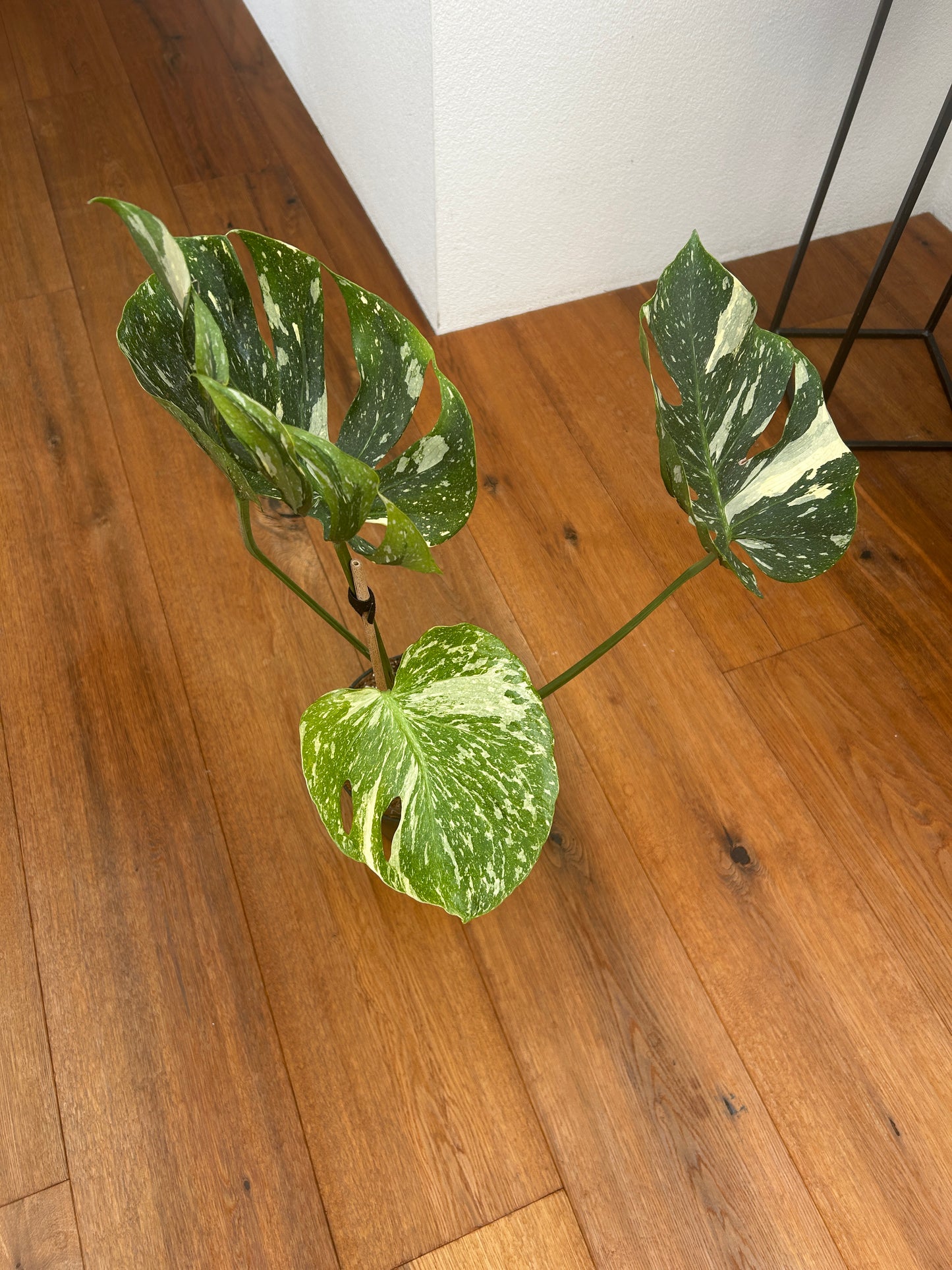 Monstera Medusa extrem selten